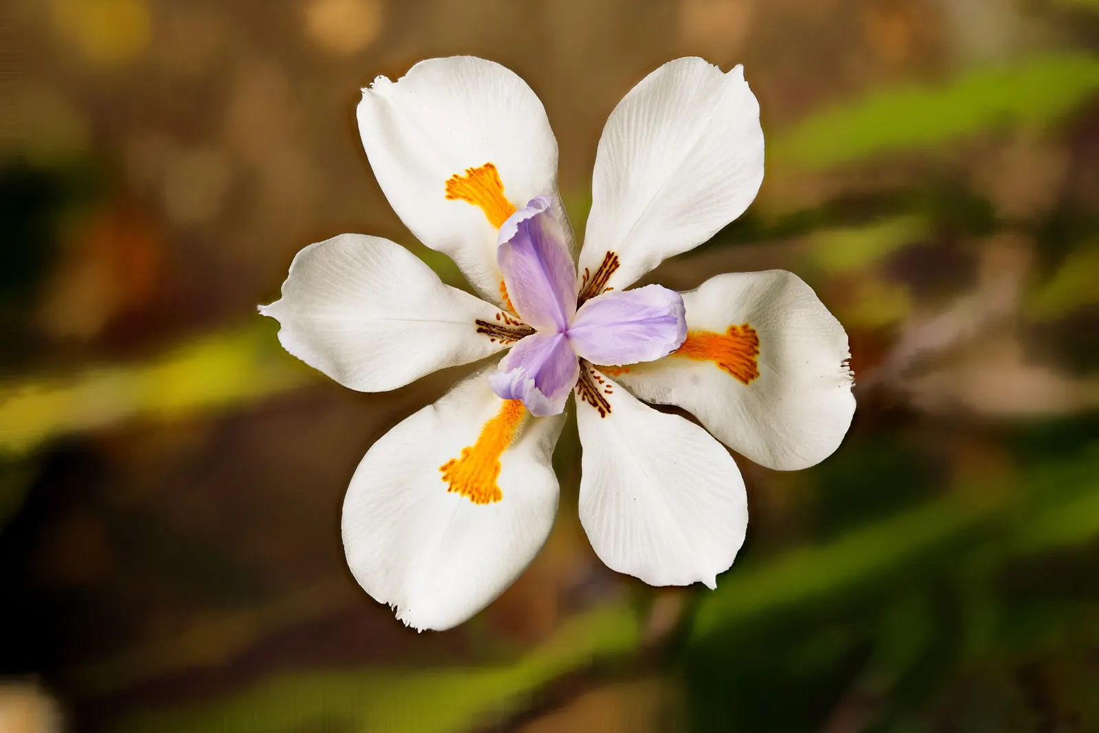 Yellow Moraea, Fortnight Lily (Dietes Bicolor) — Thriving in USDA zones 8-11, this plant reaches 2-3 feet in height and width; individual flowers are