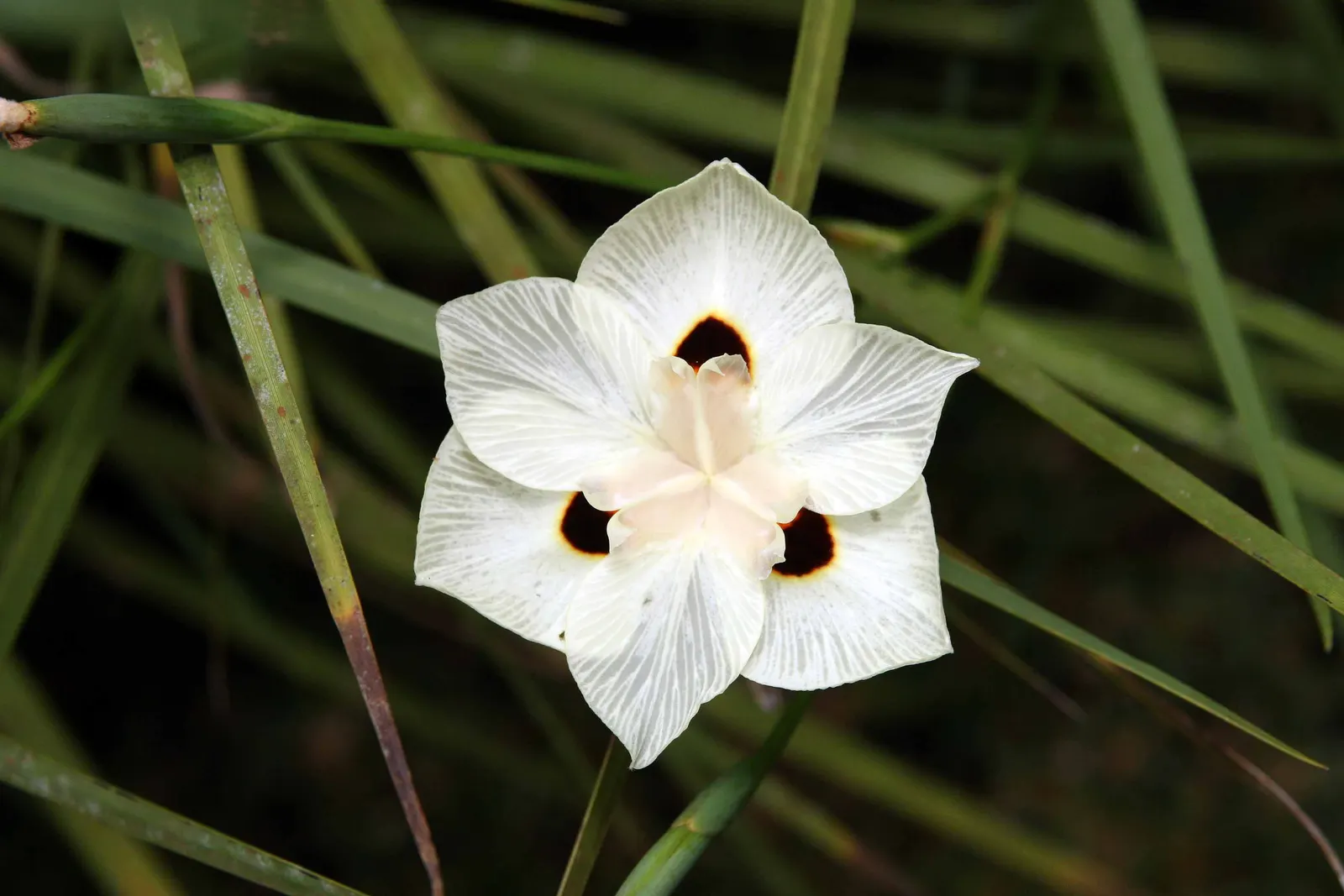 Yellow Moraea, Fortnight Lily (Dietes Bicolor) — creating a grass-like appearance with a fountain-like effect; individual flowers are short-lived, image 71