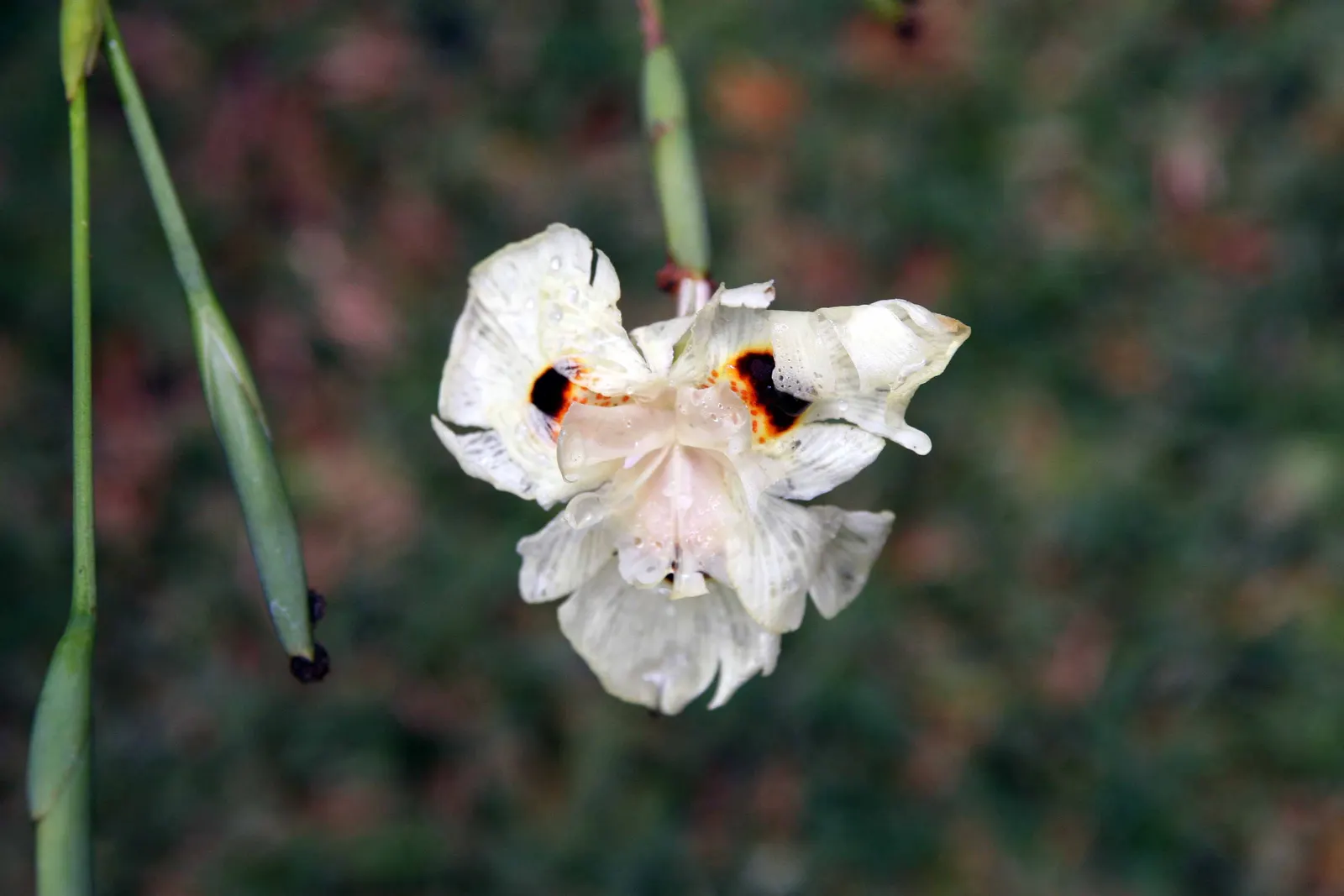 Yellow Moraea, Fortnight Lily (Dietes Bicolor) — It prefers full sun to partial shade and well-drained soil, offering drought tolerance once established