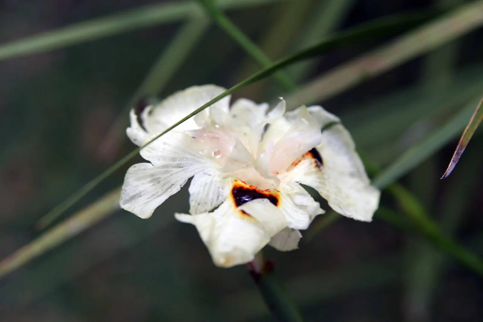 Yellow Moraea, Fortnight Lily (Dietes Bicolor) — The leaves are a deep green; incorporating this elegant perennial can provide both visual interest and