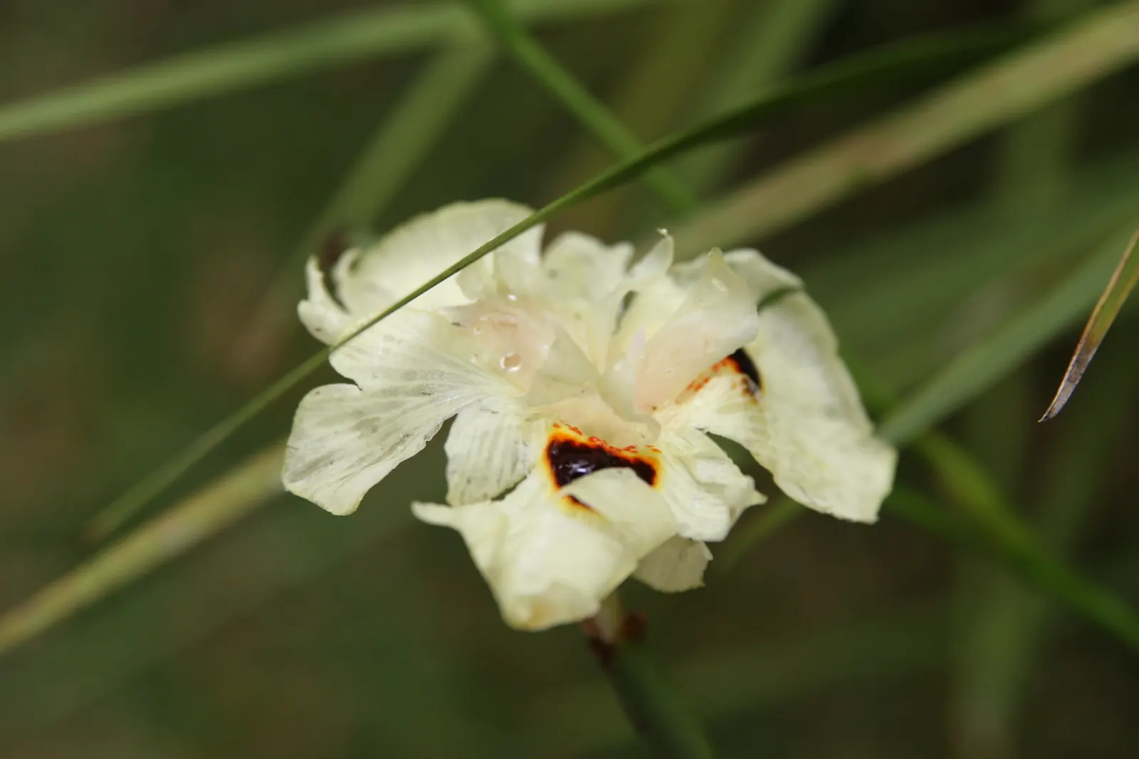 Yellow Moraea, Fortnight Lily (Dietes Bicolor) — usually lasting just one day.<br><br>Preferring full sun to partial shade; individual flowers are, image 75