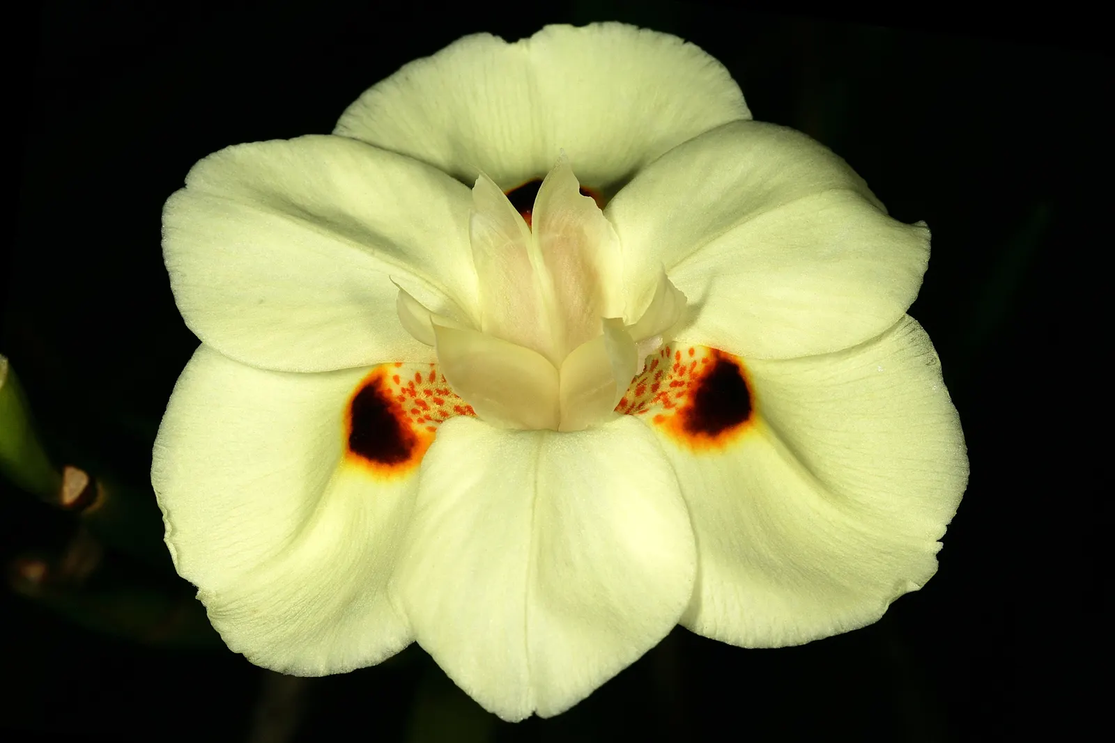 Yellow Moraea, Fortnight Lily (Dietes Bicolor) — make it ideal for mass planting and border accents; individual flowers are short-lived