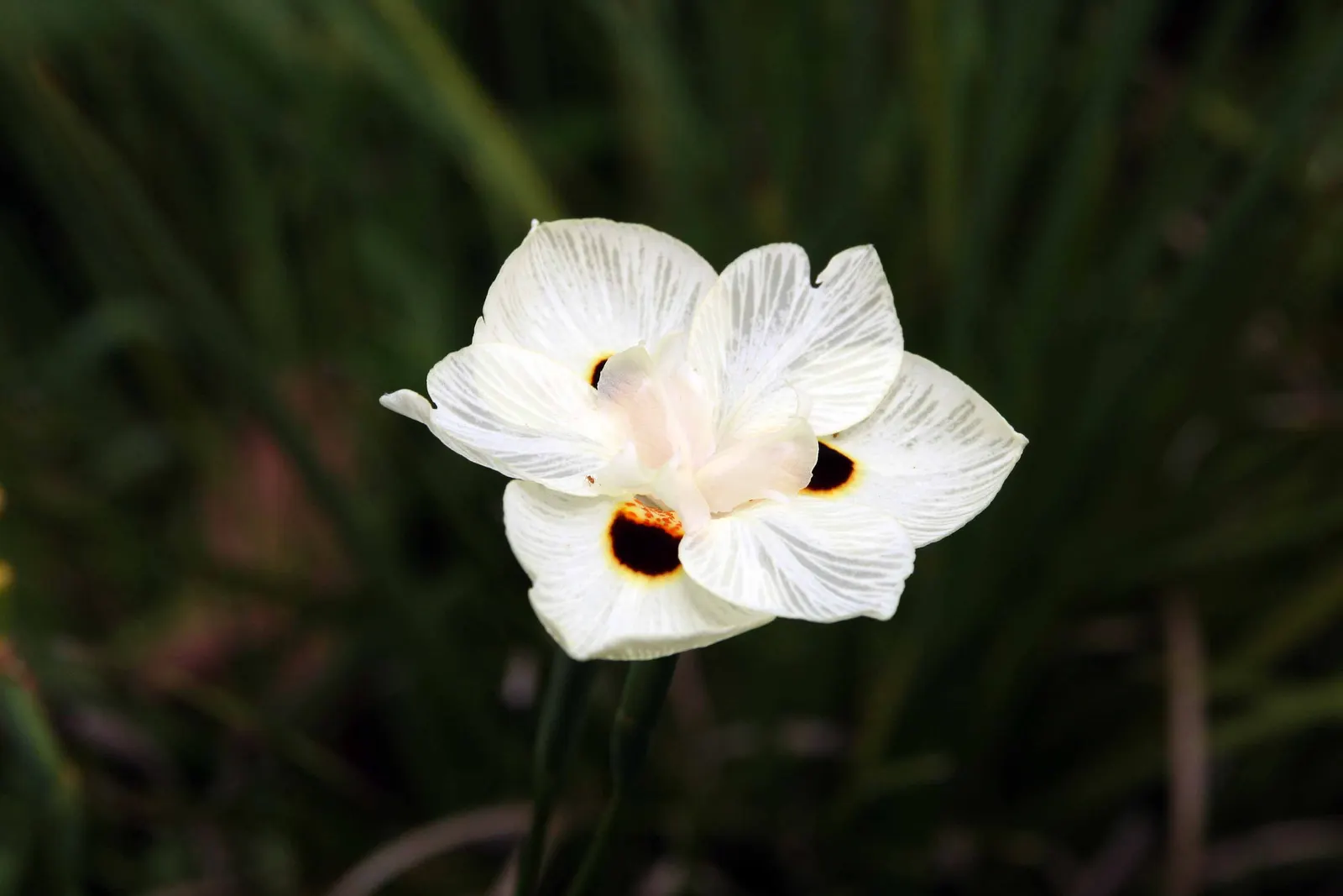 Yellow Moraea, Fortnight Lily (Dietes Bicolor) — signifying its resilience in various climate conditions