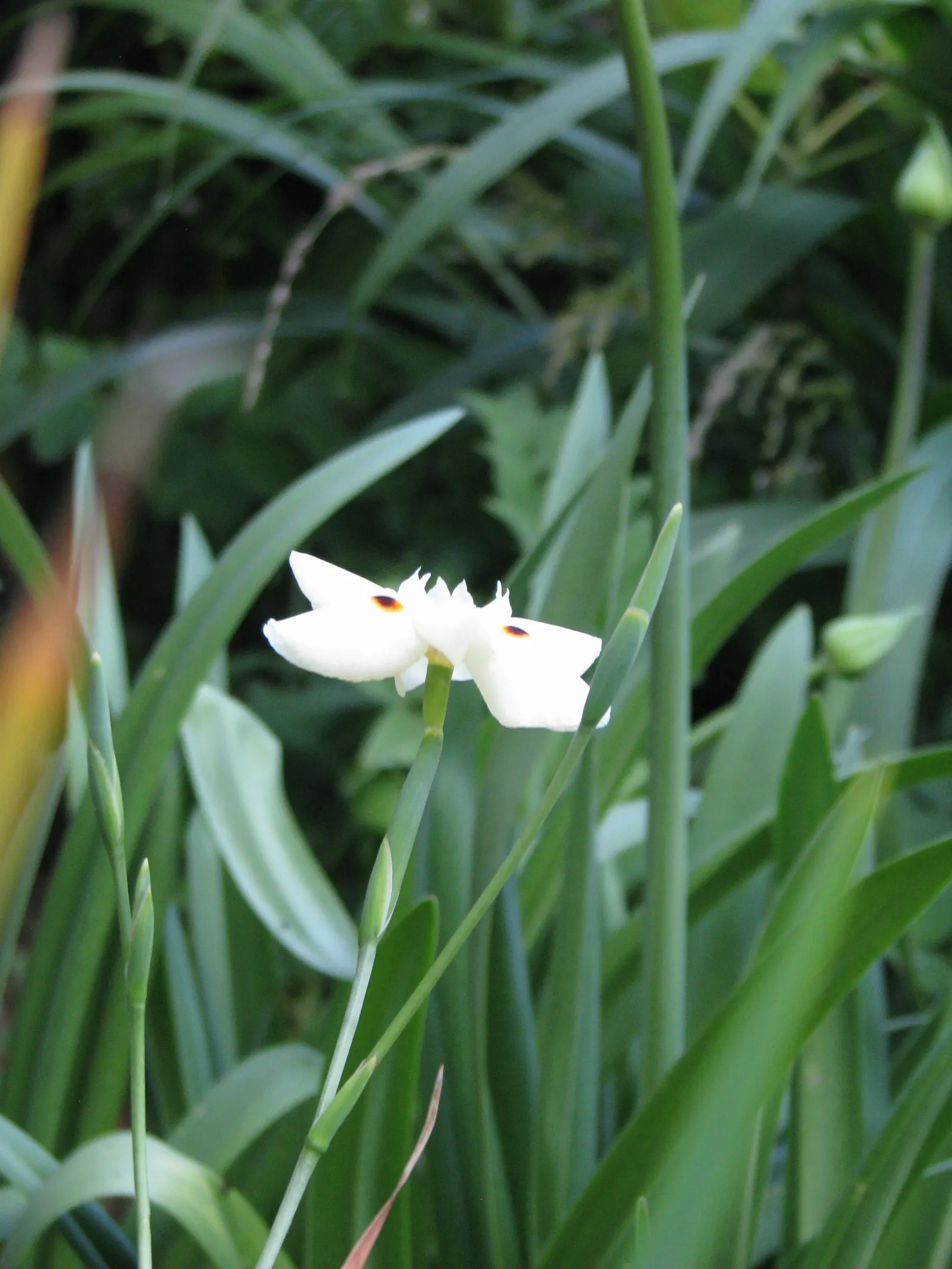 Yellow Moraea, Fortnight Lily (Dietes Bicolor) — emanates from a central point