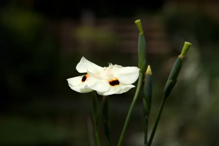 Yellow Moraea, Fortnight Lily (Dietes Bicolor) — The leaves are a deep green; incorporating this elegant perennial can provide both visual interest, image 72