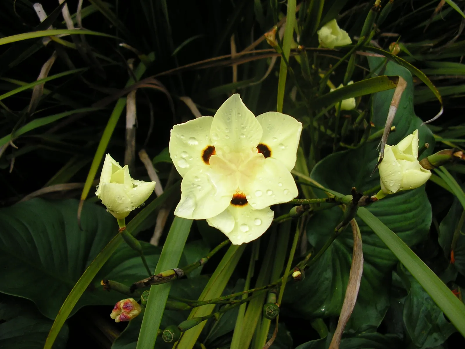 Yellow Moraea, Fortnight Lily (Dietes Bicolor) — perennial with multi-colored and yellow blooms; individual flowers are short-lived, image 83