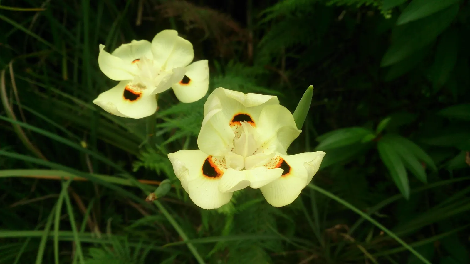 Yellow Moraea, Fortnight Lily (Dietes Bicolor) — the Fortnight Lily exhibits long; individual flowers are short-lived, image 67