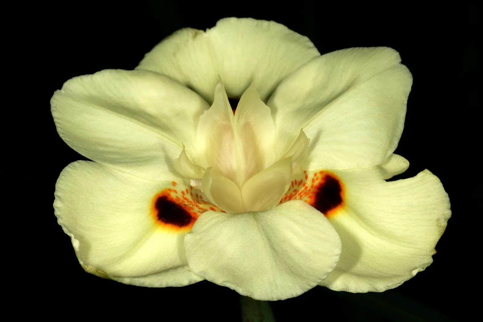 Yellow Moraea, Fortnight Lily (Dietes Bicolor) — the Yellow Moraea will add consistent color and form to a landscape; the Fortnight Lily exhibits long