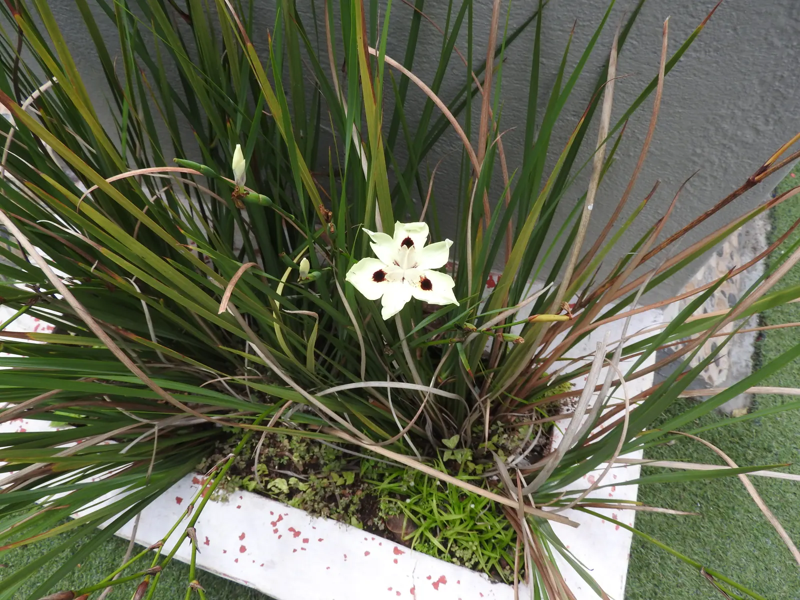 Yellow Moraea, Fortnight Lily (Dietes Bicolor) — individual flowers are short-lived; the Fortnight Lily exhibits long
