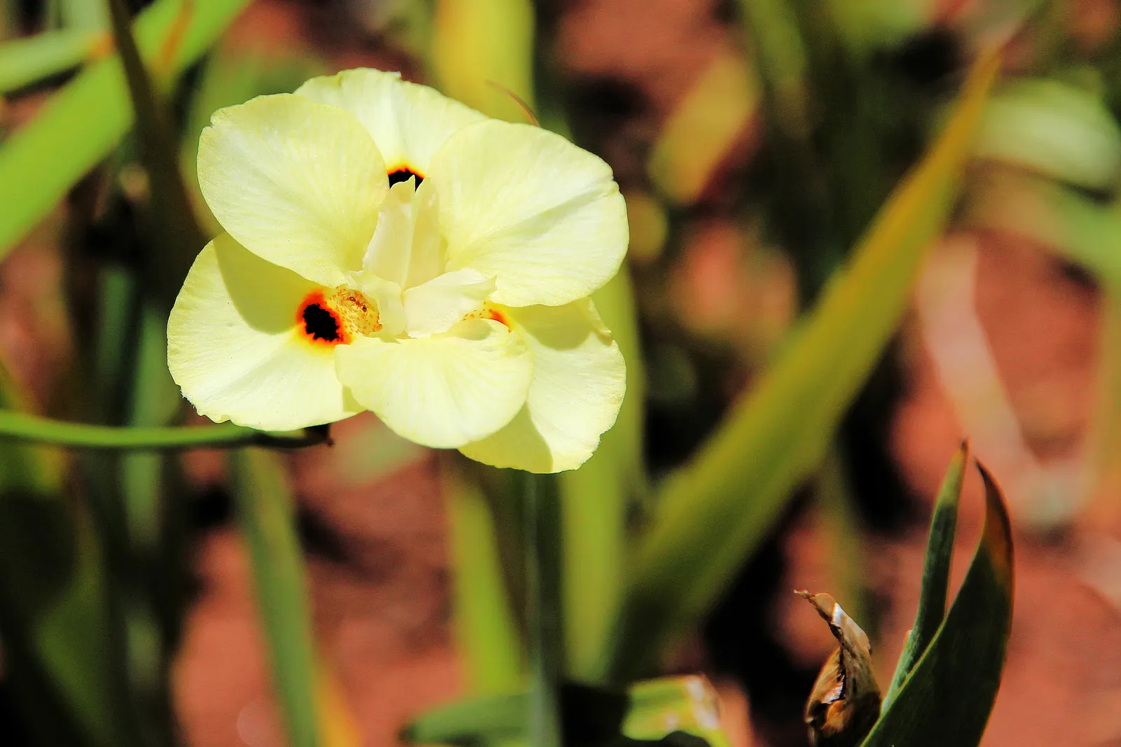 Yellow Moraea, Fortnight Lily (Dietes Bicolor) — Its clumping habit and continual bloom cycle; it prefers full sun to partial shade and, image 61