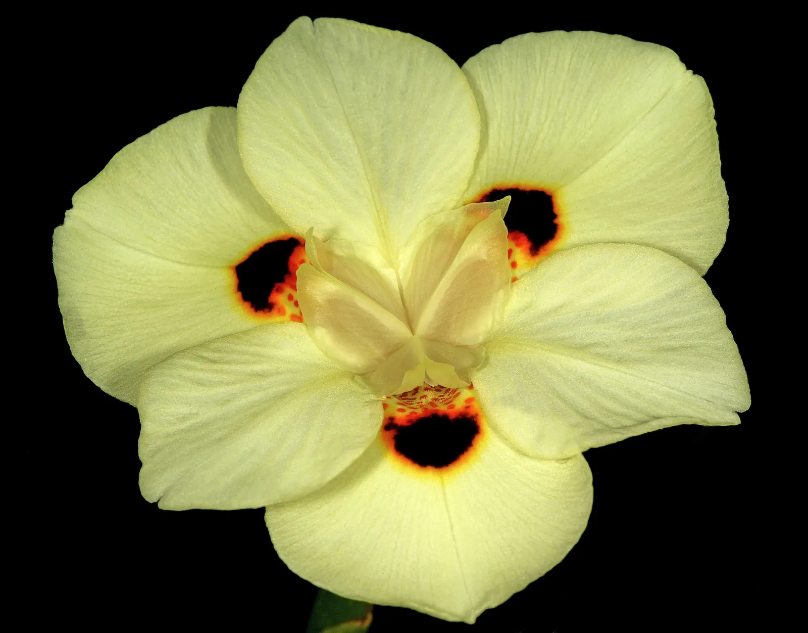 Yellow Moraea, Fortnight Lily (Dietes Bicolor) — incorporating this elegant perennial can provide both visual interest and sustainability; it prefers full sun