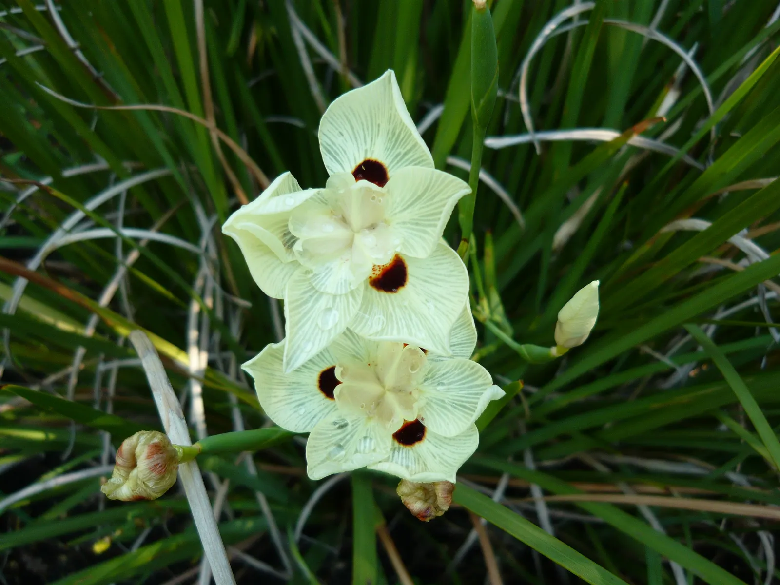 Yellow Moraea, Fortnight Lily (Dietes Bicolor) — the Fortnight Lily exhibits long