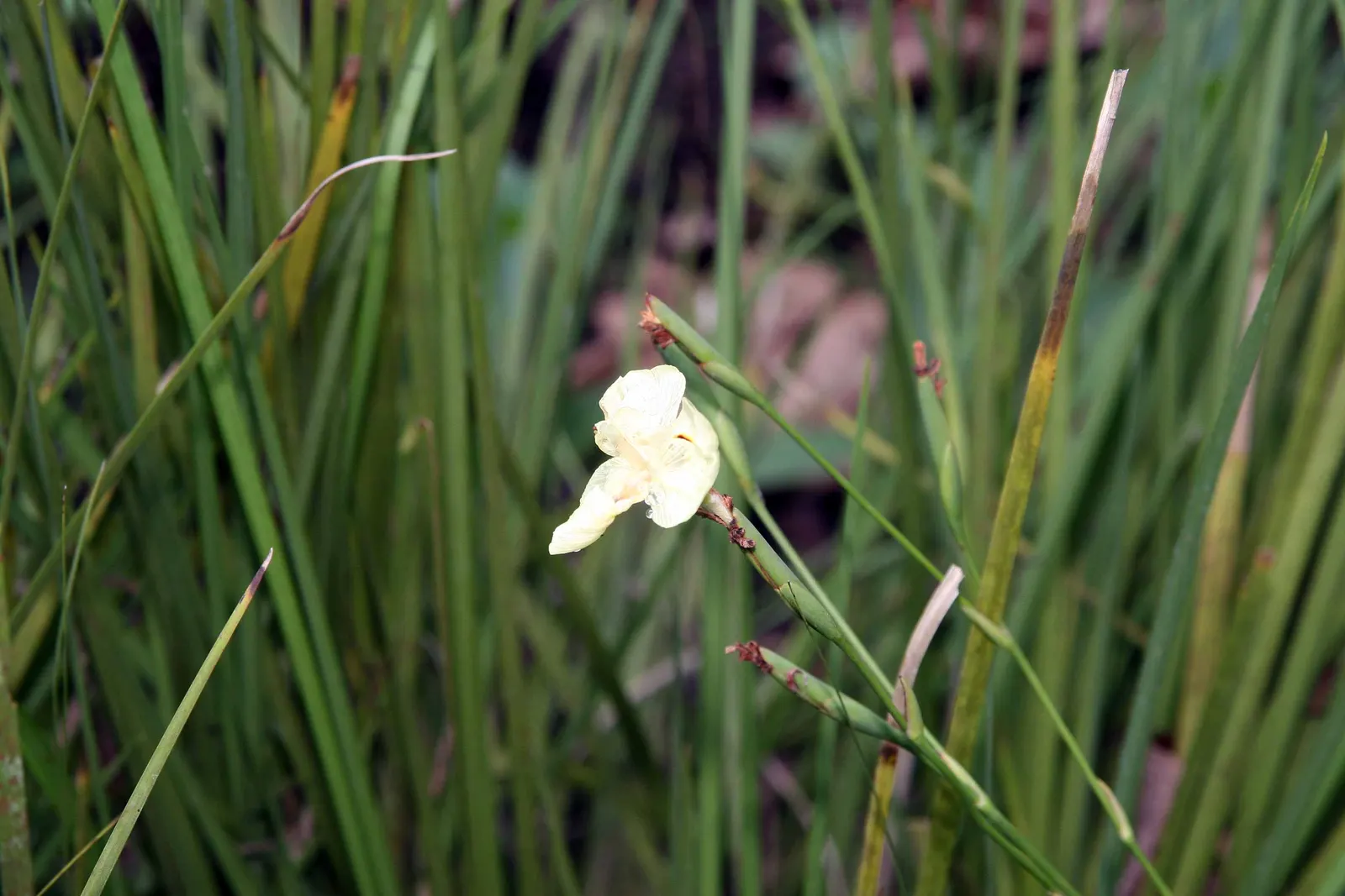 Yellow Moraea, Fortnight Lily (Dietes Bicolor) — This low-maintenance plant is an ideal choice for borders, mass plantings, and as an accent in mixed beds