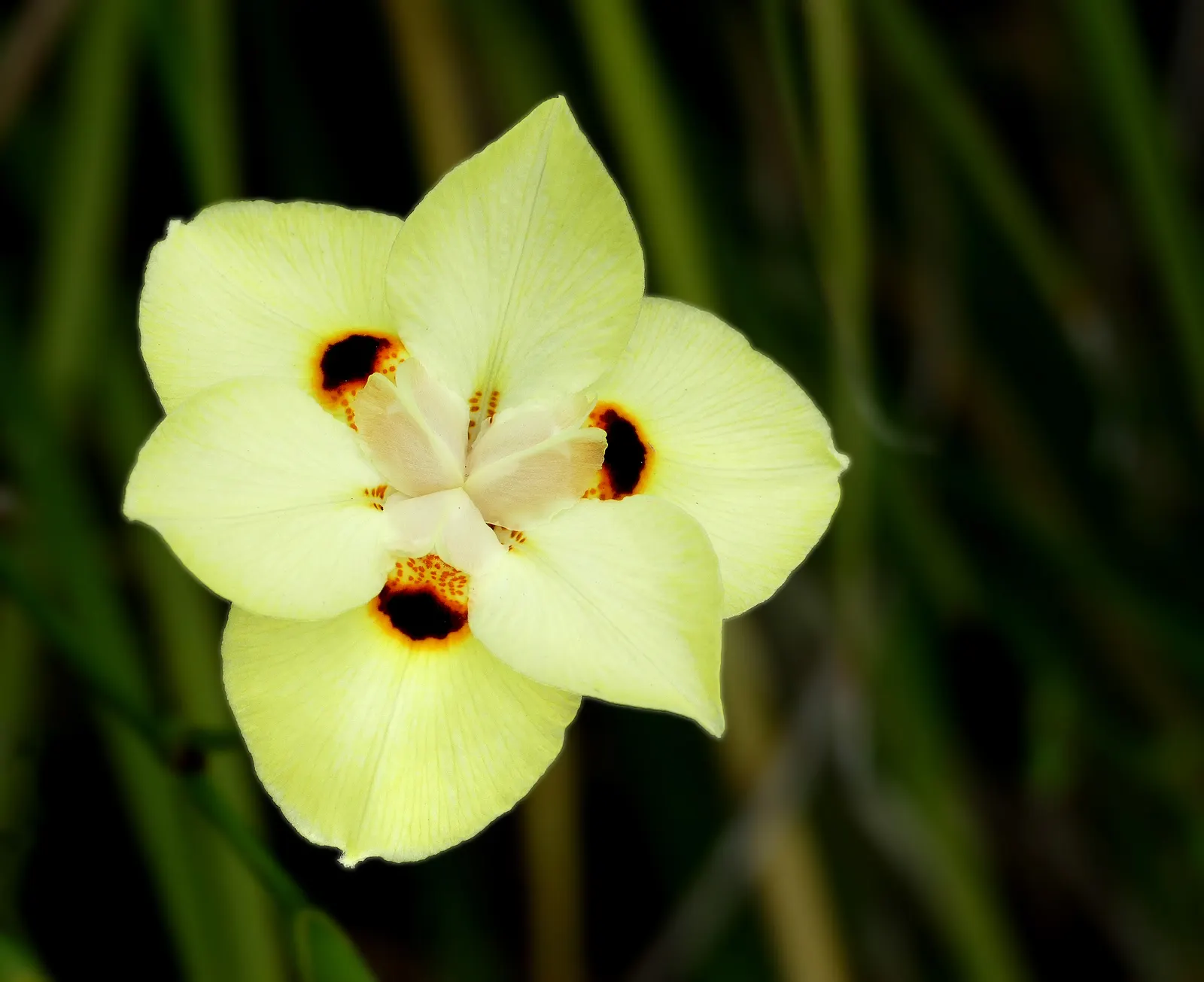 Yellow Moraea, Fortnight Lily (Dietes Bicolor) — When designing a garden space