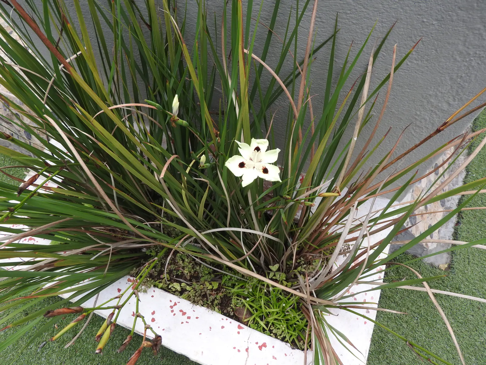 Yellow Moraea, Fortnight Lily (Dietes Bicolor) — signifying its resilience in various climate conditions; individual flowers are short-lived