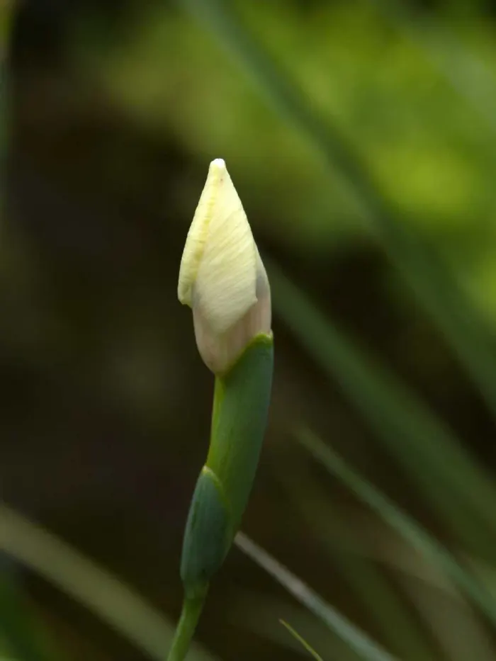 Yellow Moraea, Fortnight Lily (Dietes Bicolor) — also known as the Fortnight Lily or by its scientific name Dietes bicolor; incorporating this elegant