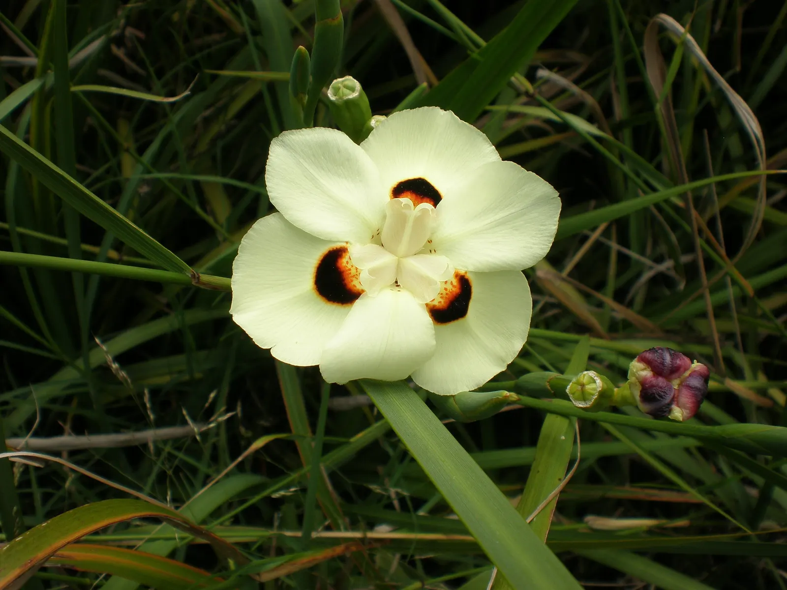 Yellow Moraea, Fortnight Lily (Dietes Bicolor) — Its clumping habit and continual bloom cycle; it prefers full sun to partial shade and well-drained soil