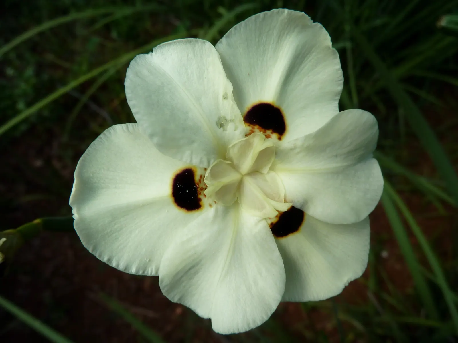 Yellow Moraea, Fortnight Lily (Dietes Bicolor) — is a perennial that features vibrant yellow flowers with purple-brown spots; the Fortnight Lily, image 58