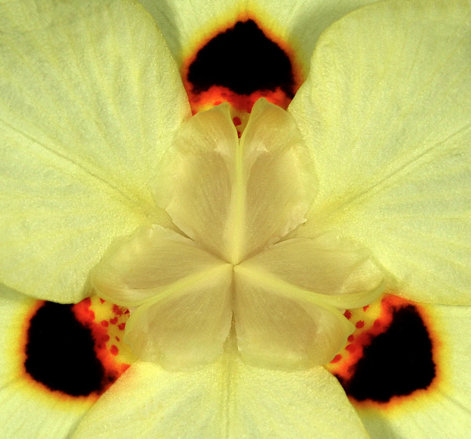 Yellow Moraea, Fortnight Lily (Dietes Bicolor) — creating a grass-like appearance with a fountain-like effect; individual flowers are short-lived