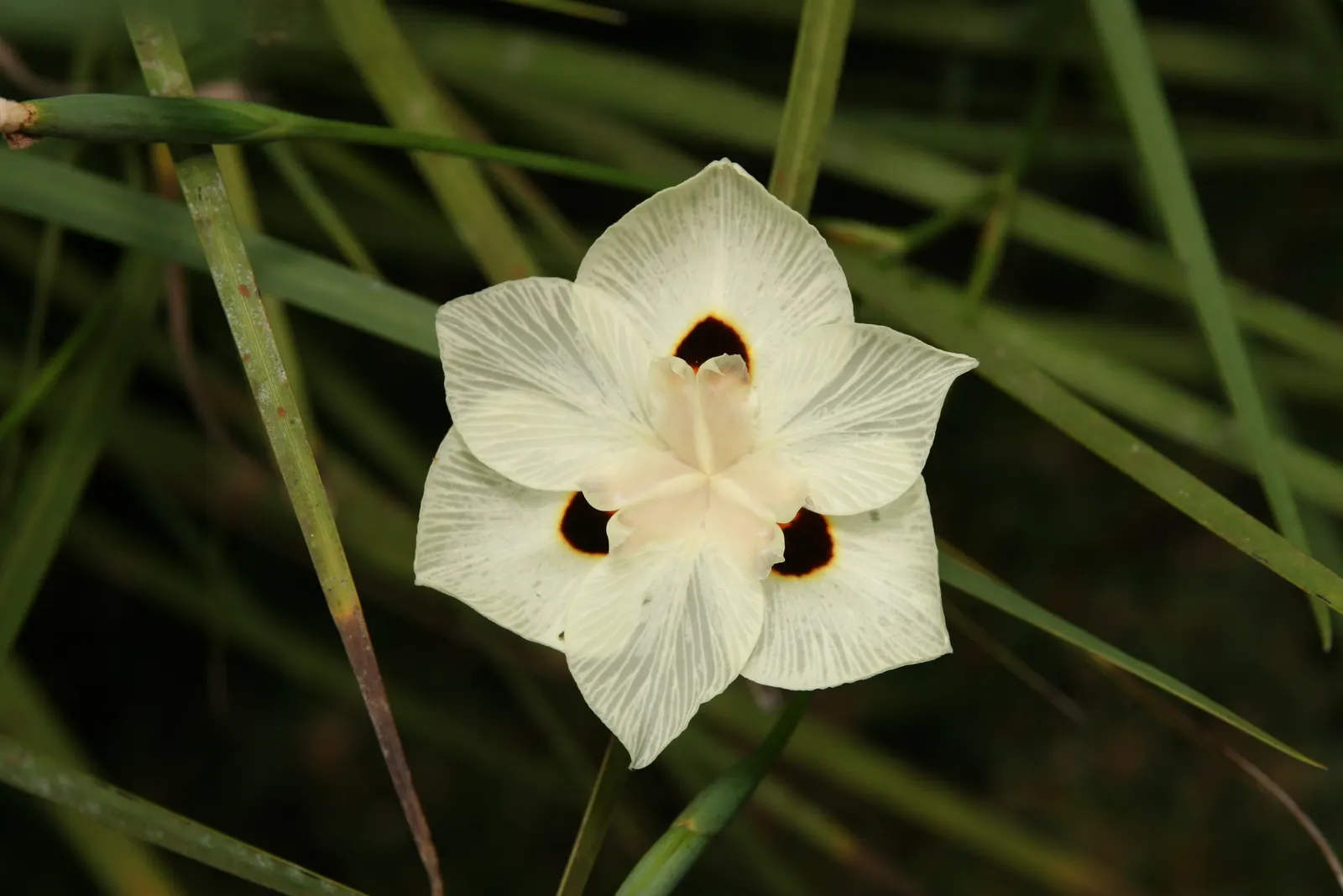Yellow Moraea, Fortnight Lily (Dietes Bicolor) — This low-maintenance plant is an ideal choice for borders, mass plantings, and as an accent in mixed beds; it