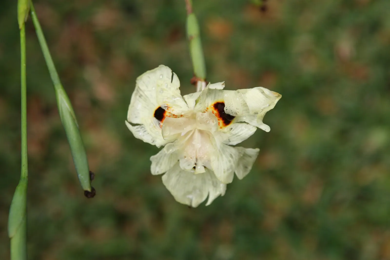 Yellow Moraea, Fortnight Lily (Dietes Bicolor) — perennial with multi-colored and yellow blooms