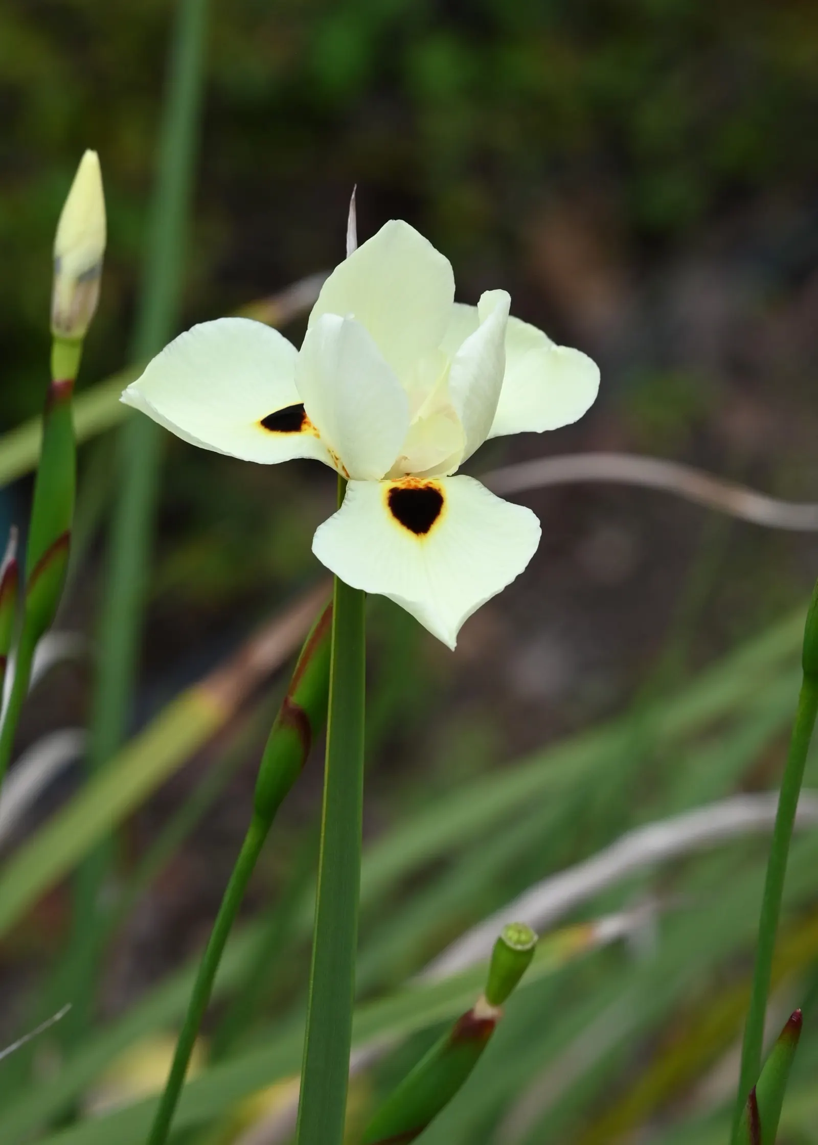 Yellow Moraea, Fortnight Lily (Dietes Bicolor) — This low-maintenance plant is an ideal choice for borders, mass plantings, and as an accent in, image 77