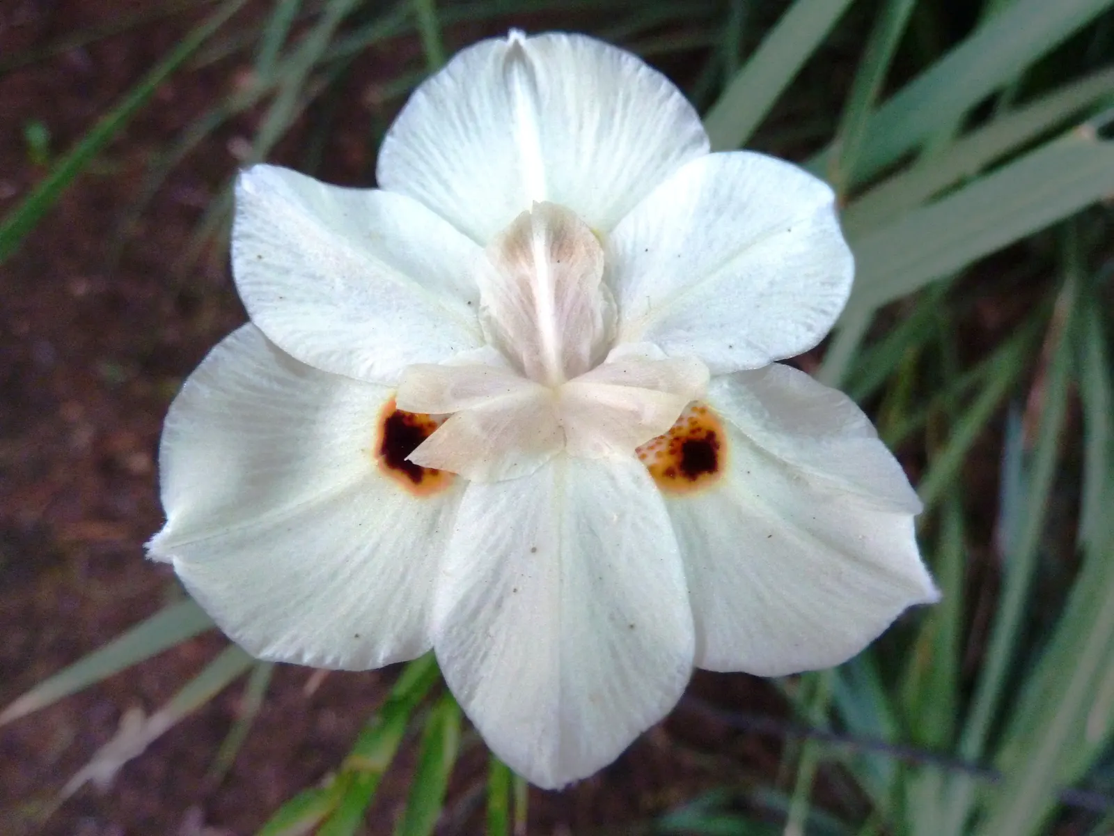 Yellow Moraea, Fortnight Lily (Dietes Bicolor) — It prefers full sun to partial shade and well-drained soil, offering drought tolerance once, image 32