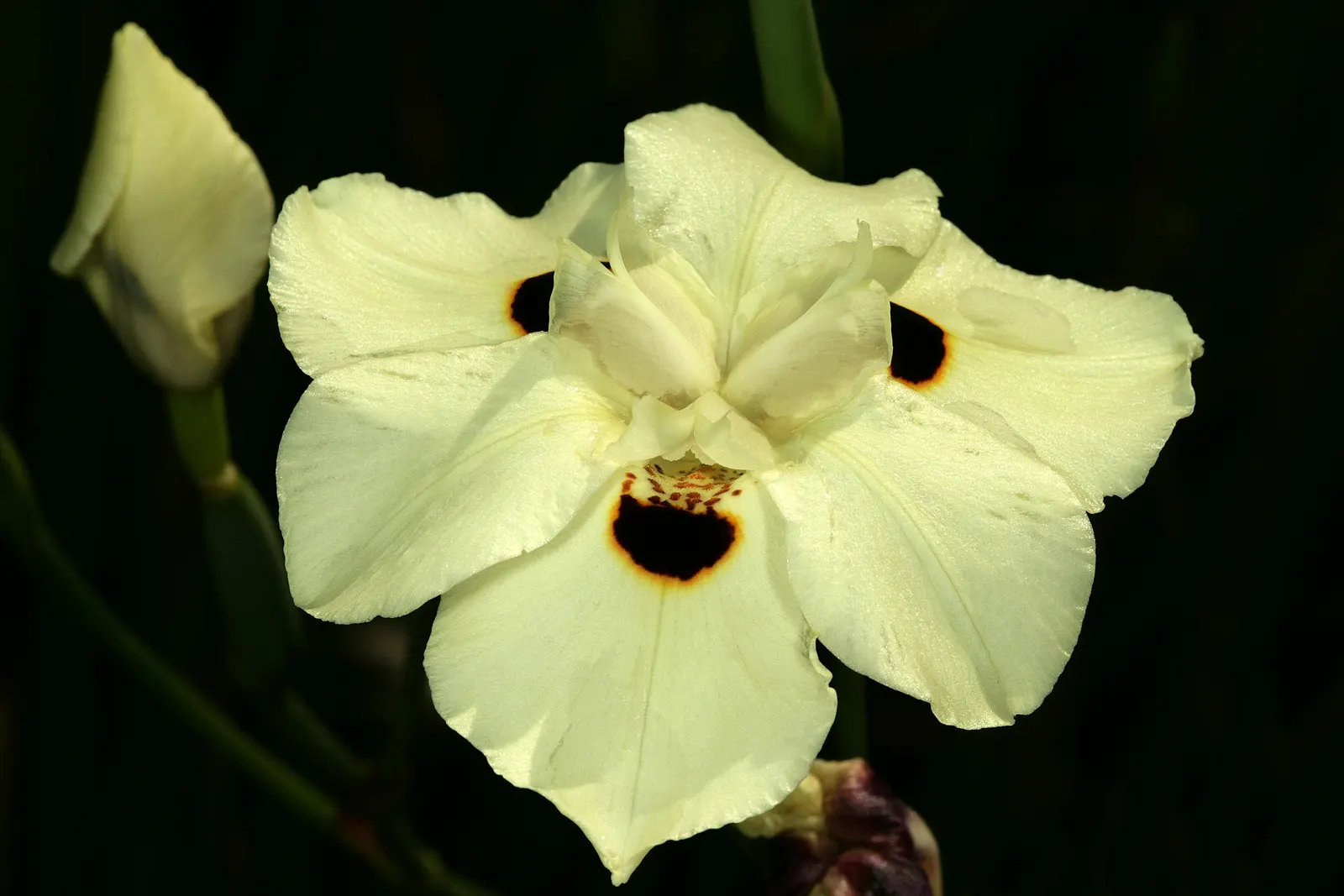 Yellow Moraea, Fortnight Lily (Dietes Bicolor) — the Fortnight Lily exhibits long; individual flowers are short-lived
