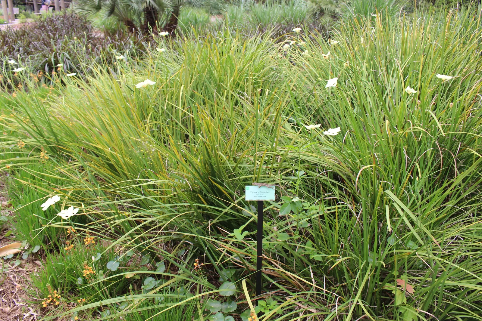 Yellow Moraea, Fortnight Lily (Dietes Bicolor) — and arching leaves that form an attractive clump