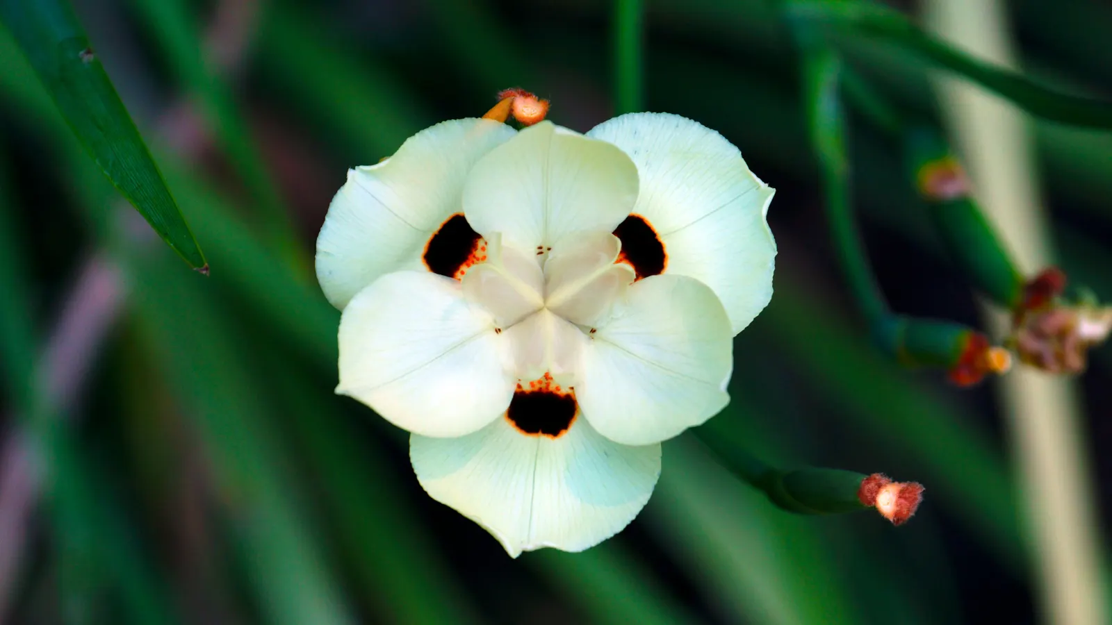 Yellow Moraea, Fortnight Lily (Dietes Bicolor) — The leaves are a deep green