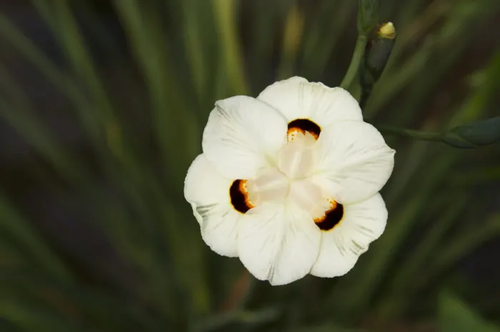 Yellow Moraea, Fortnight Lily (Dietes Bicolor) — mainly in spring and summer