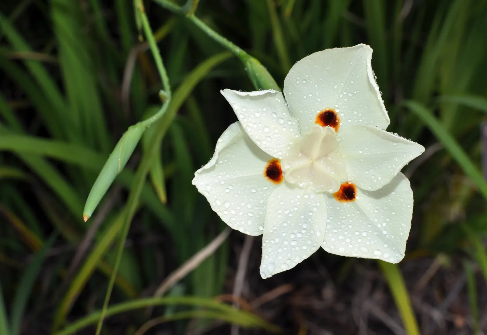 Yellow Moraea, Fortnight Lily (Dietes Bicolor) — make it ideal for mass planting and border accents; individual flowers are short-lived, image 63