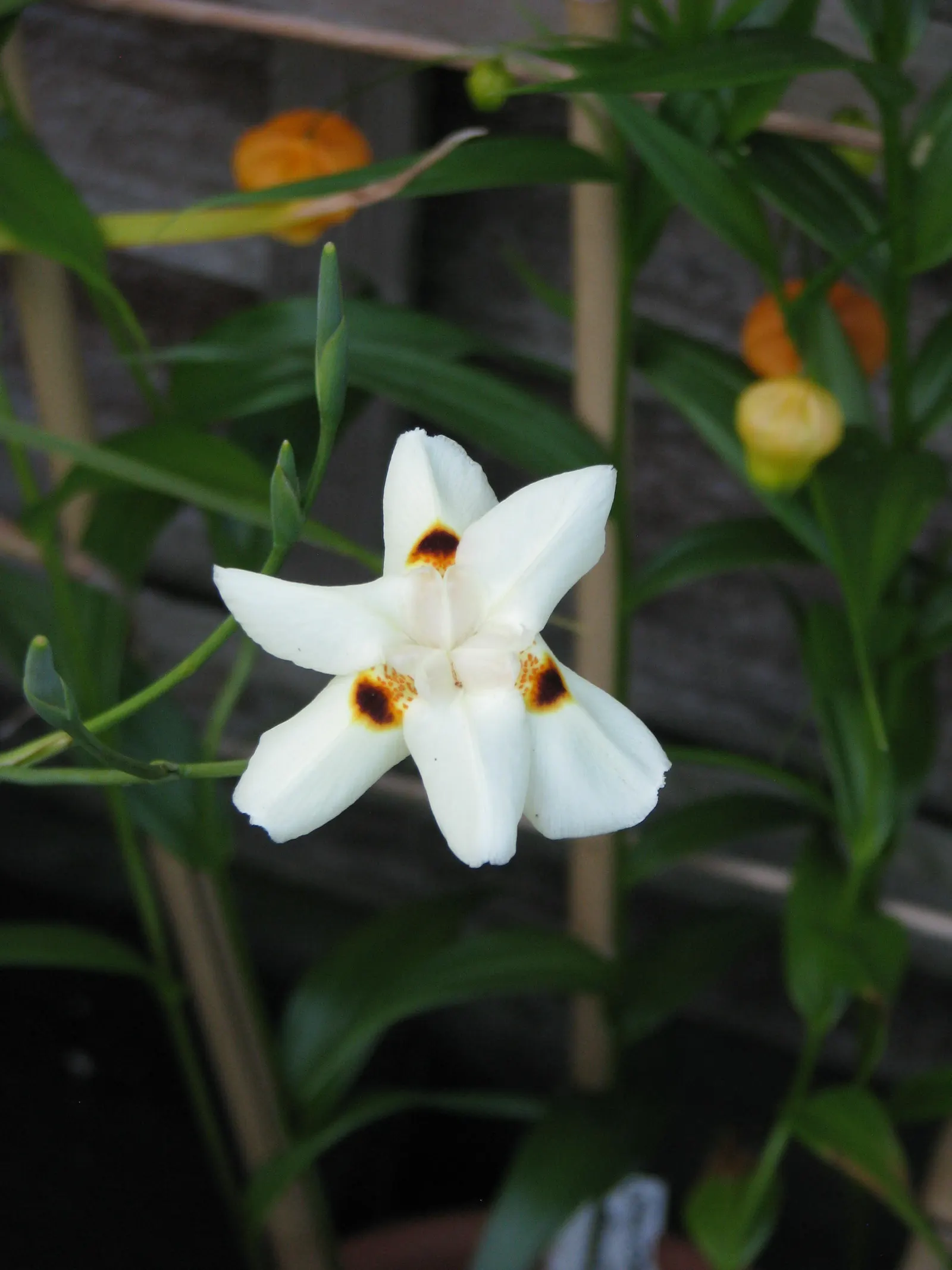Yellow Moraea, Fortnight Lily (Dietes Bicolor) — make it ideal for mass planting and border accents