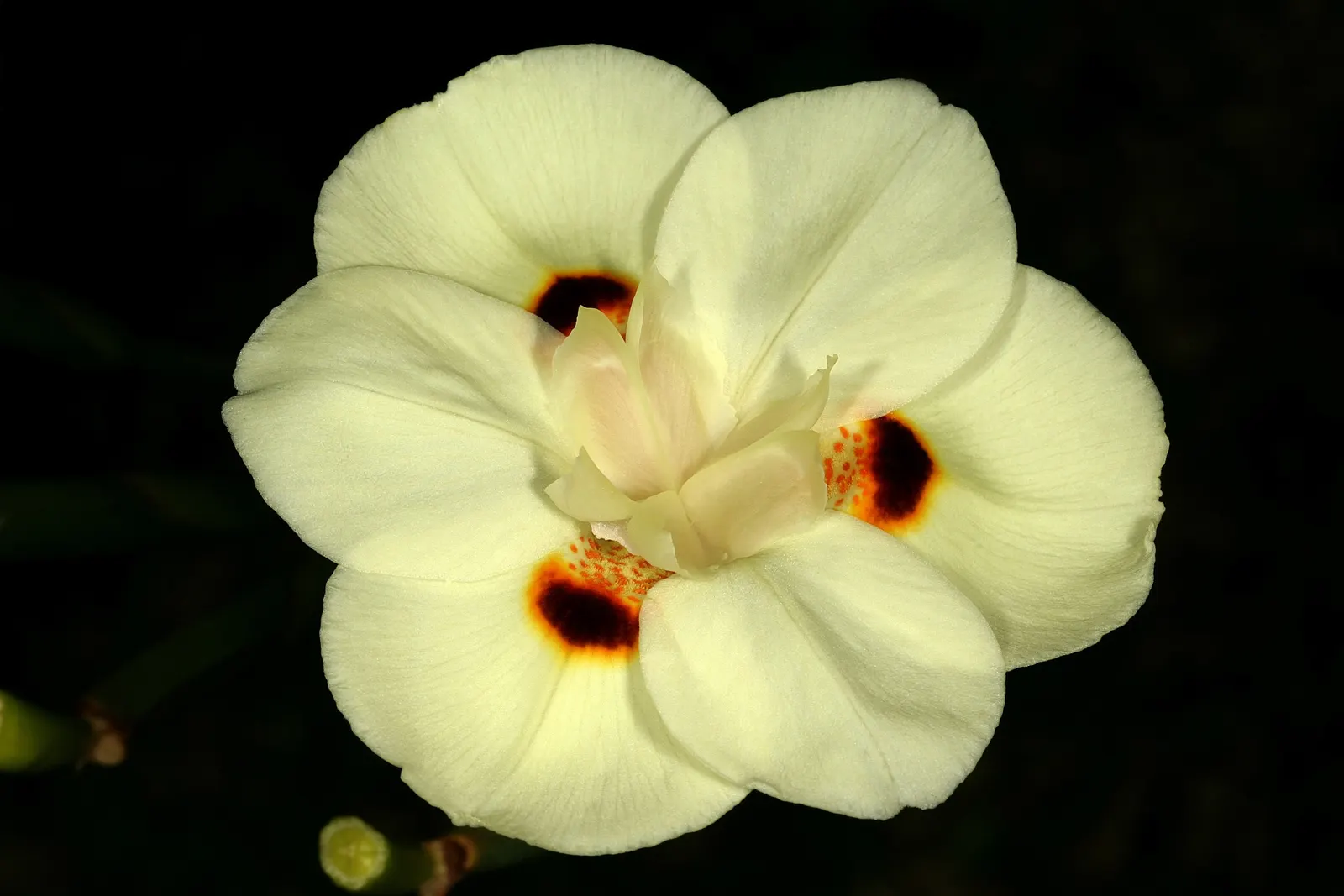 Yellow Moraea, Fortnight Lily (Dietes Bicolor) — Thriving in USDA zones 8-11, this plant reaches 2-3 feet in height and width