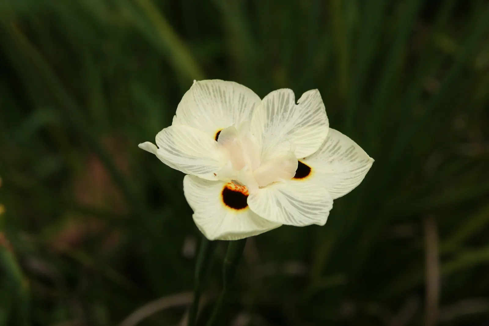 Yellow Moraea, Fortnight Lily (Dietes Bicolor) — is a hardy and striking perennial that brings a touch of elegance to any landscape design; it, image 65