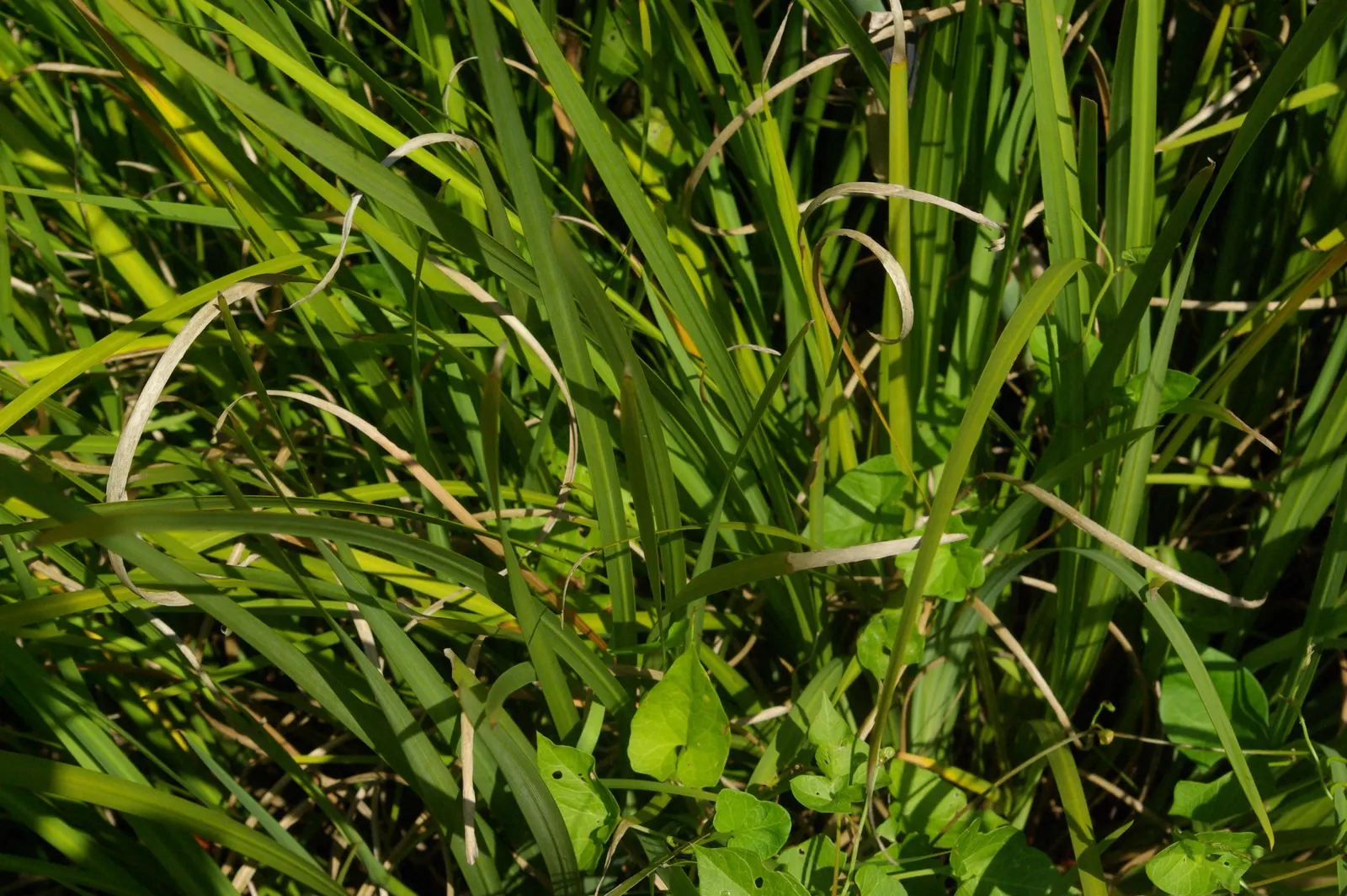 Yellow Moraea, Fortnight Lily (Dietes Bicolor) — Thriving in USDA zones 8-11, this plant reaches 2-3 feet in height and width; individual flowers, image 59