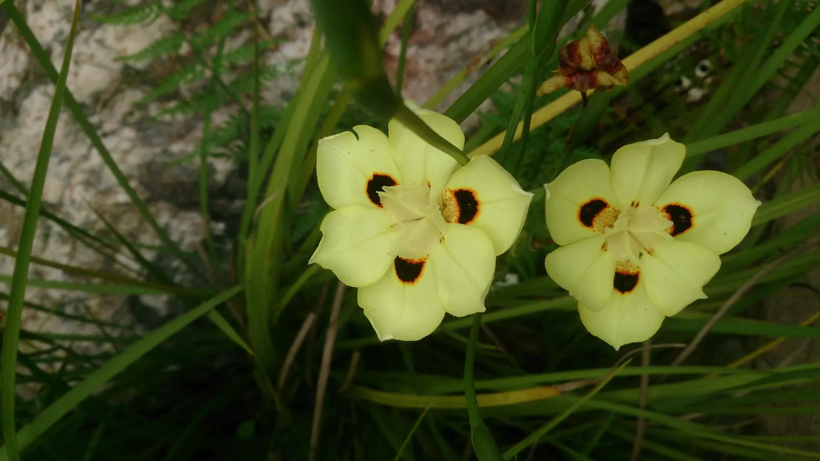 Yellow Moraea, Fortnight Lily (Dietes Bicolor) — mainly in spring and summer; the Fortnight Lily exhibits long, image 62