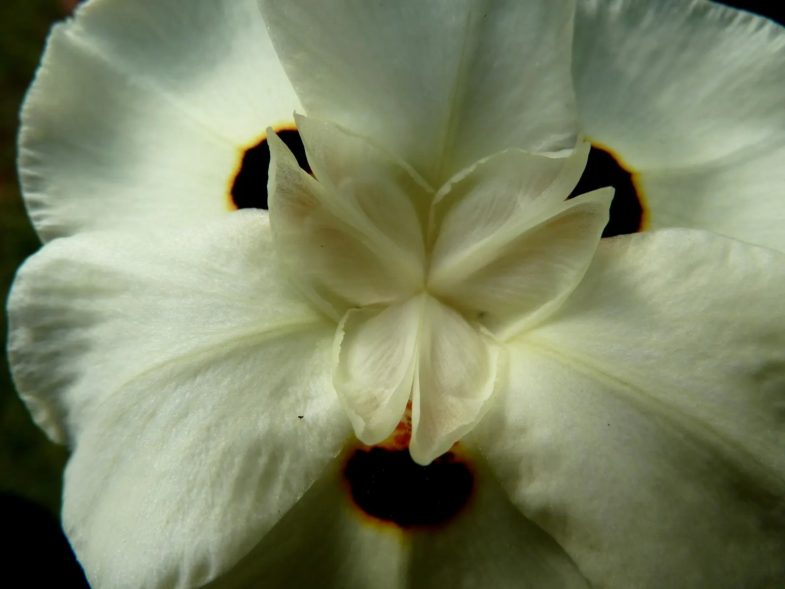 Yellow Moraea, Fortnight Lily (Dietes Bicolor) — the Yellow Moraea will add consistent color and form to a landscape; the Fortnight Lily exhibits, image 78