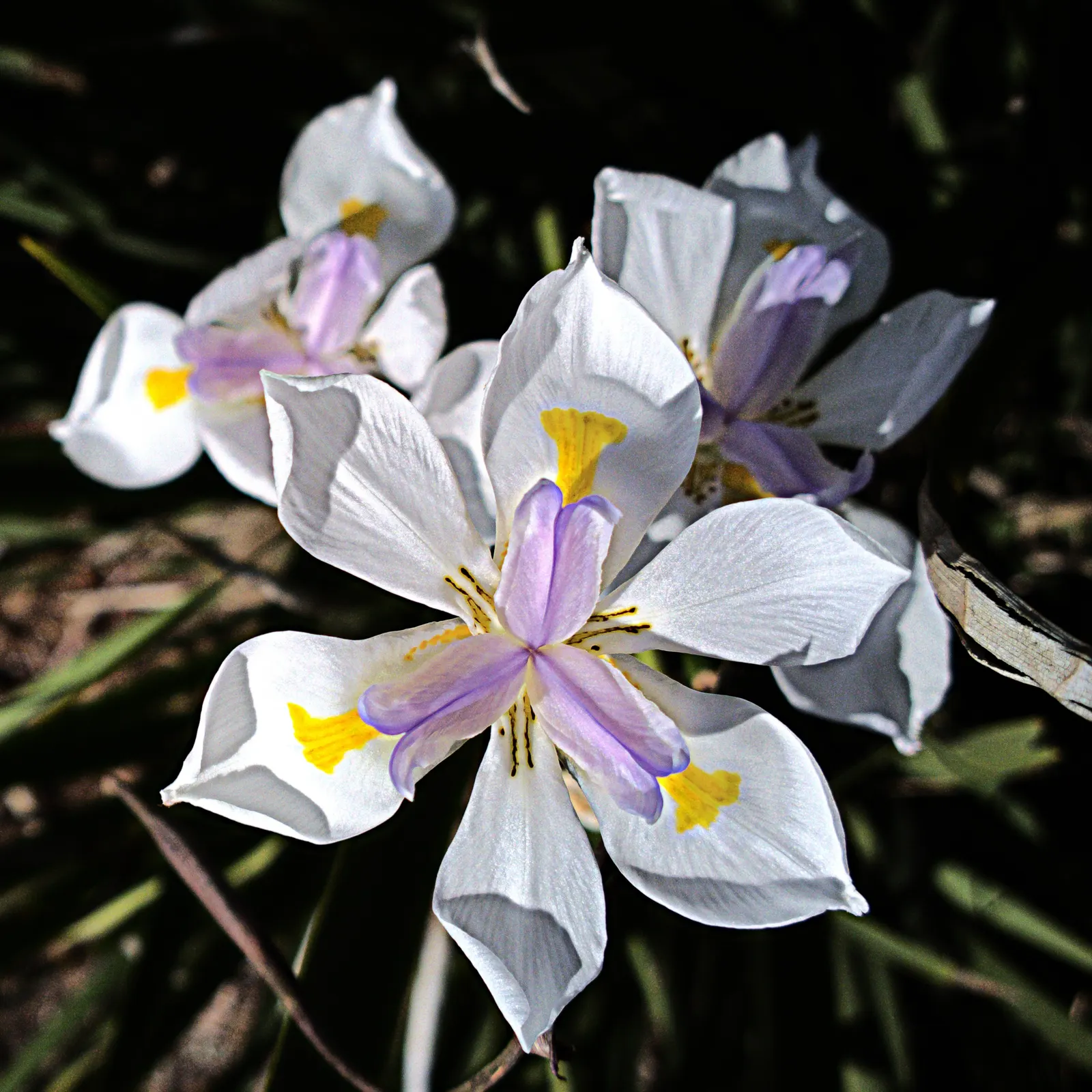 Yellow Moraea, Fortnight Lily (Dietes Bicolor) — is a perennial that features vibrant yellow flowers with purple-brown spots