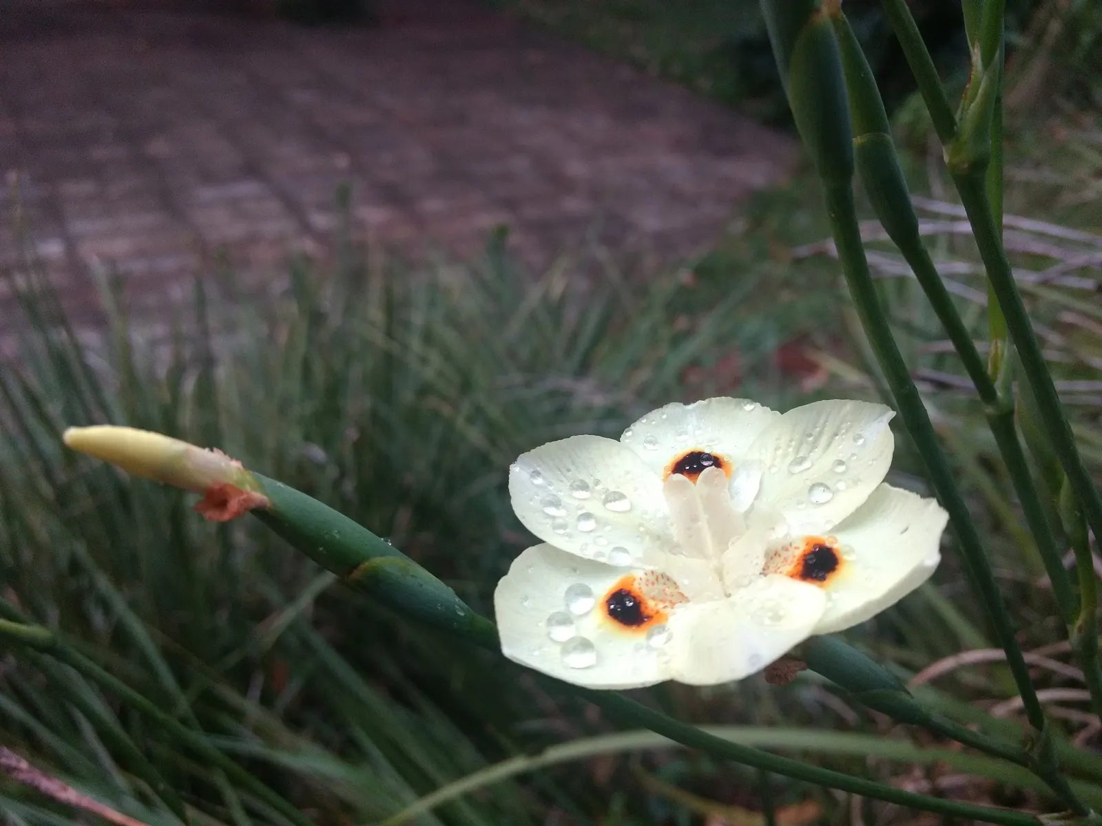 Yellow Moraea, Fortnight Lily (Dietes Bicolor) — Its clumping habit and continual bloom cycle
