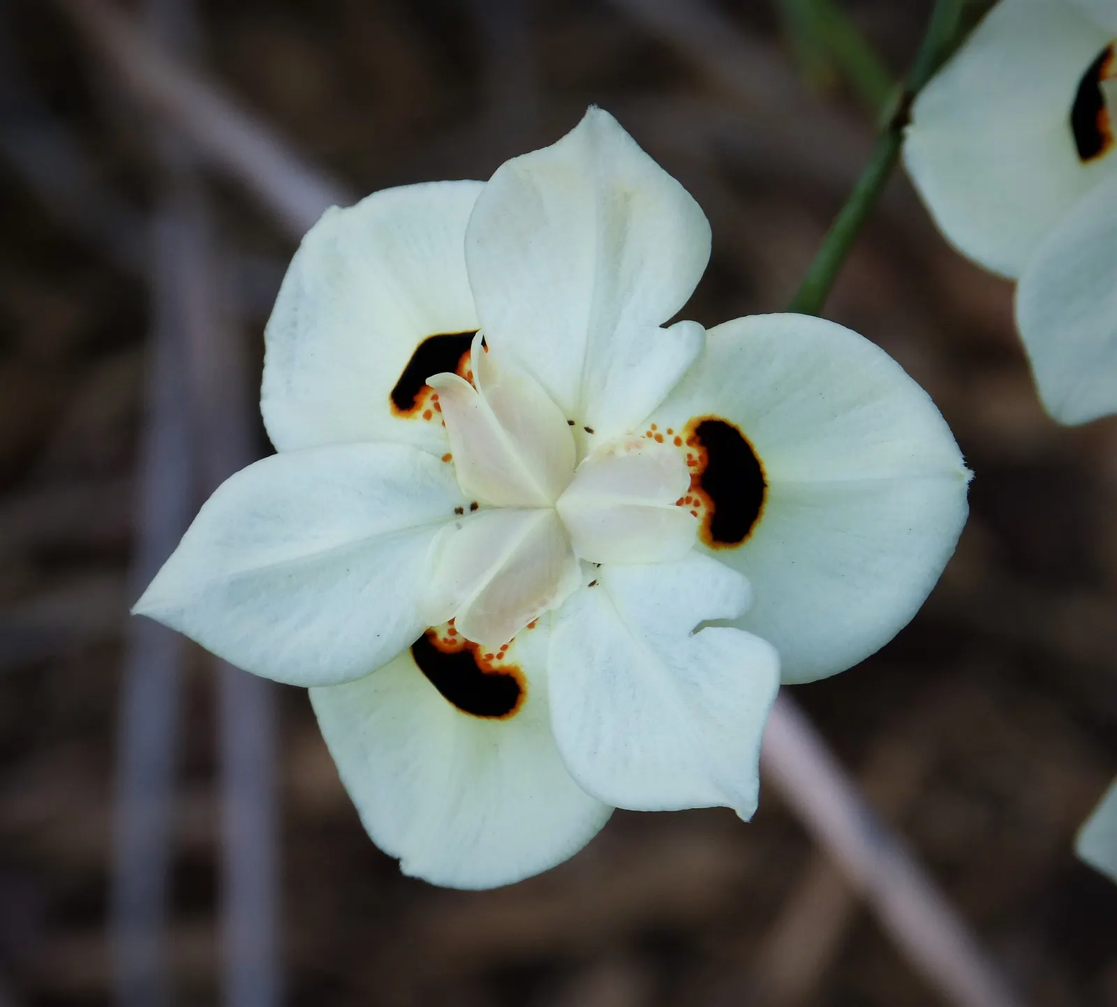 Yellow Moraea, Fortnight Lily (Dietes Bicolor) — reaching about 1 inch in width; it prefers full sun to partial shade and well-drained soil, offering drought