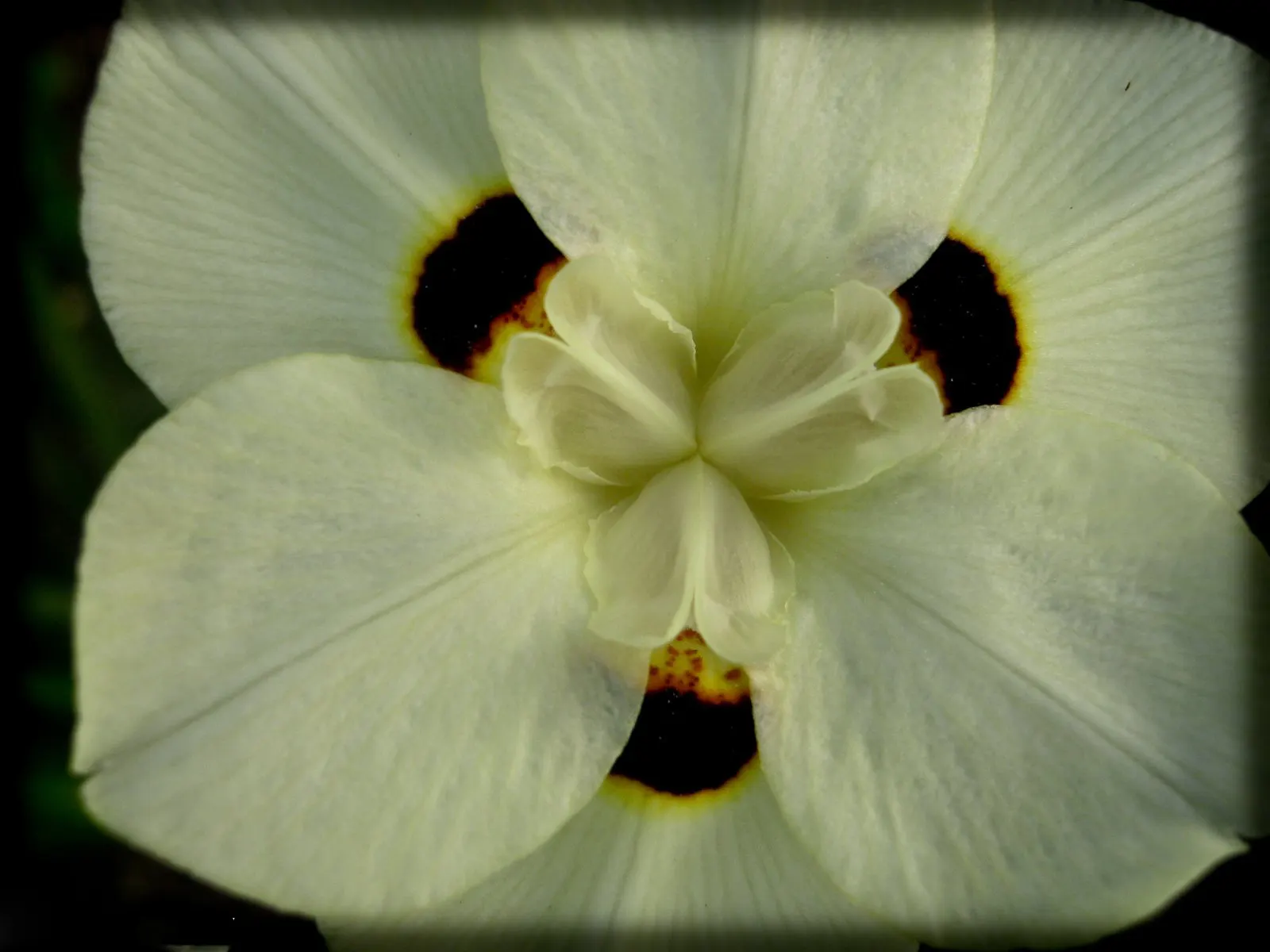 Yellow Moraea, Fortnight Lily (Dietes Bicolor) — individual flowers are short-lived