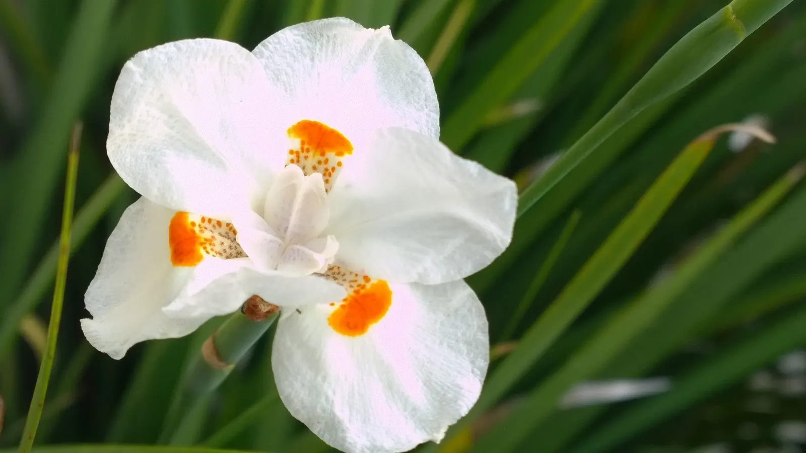 Yellow Moraea, Fortnight Lily (Dietes Bicolor) — usually lasting just one day.<br><br>Preferring full sun to partial shade; individual flowers are short-lived