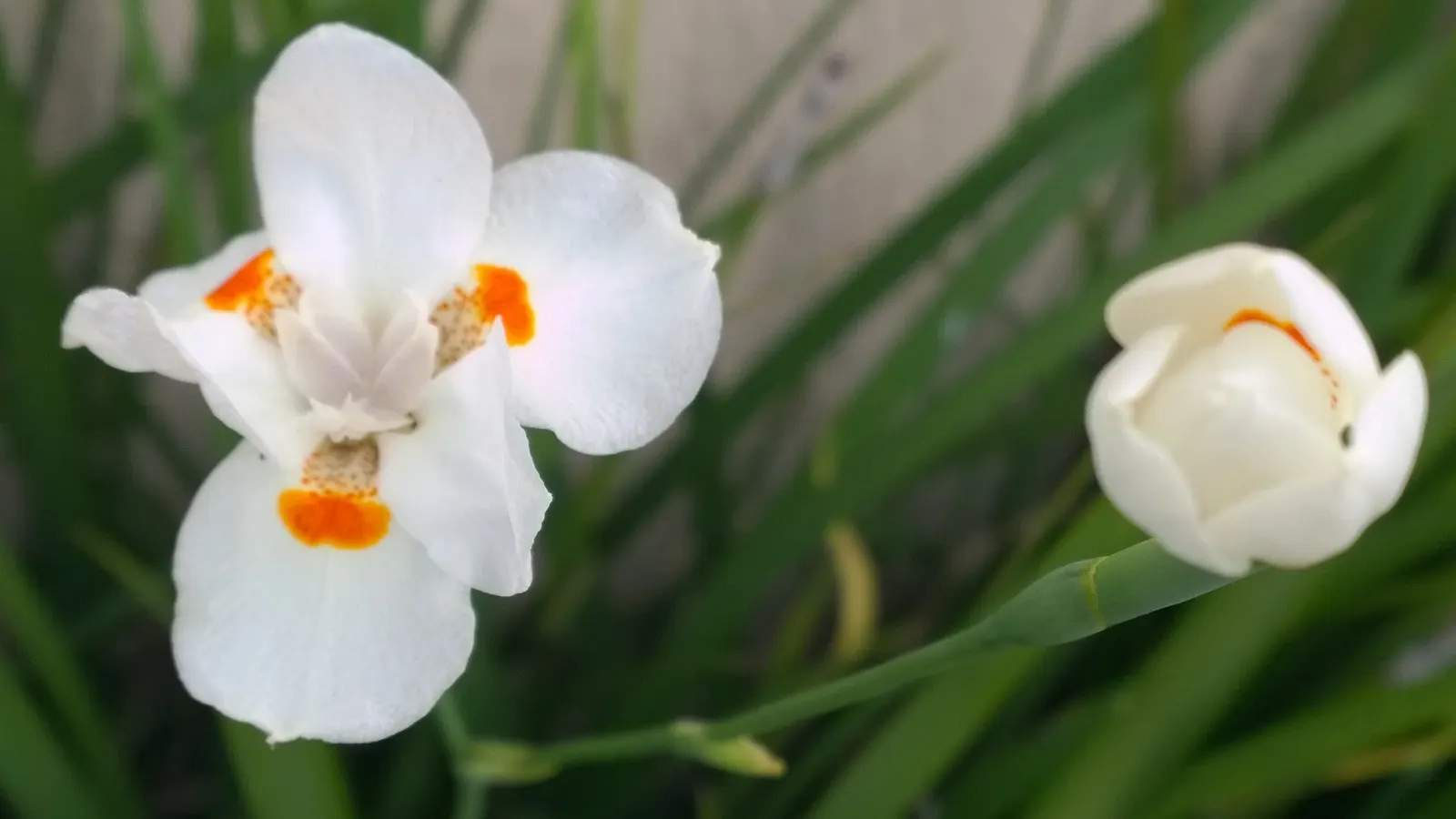 Yellow Moraea, Fortnight Lily (Dietes Bicolor) — incorporating this elegant perennial can provide both visual interest and sustainability; it, image 81