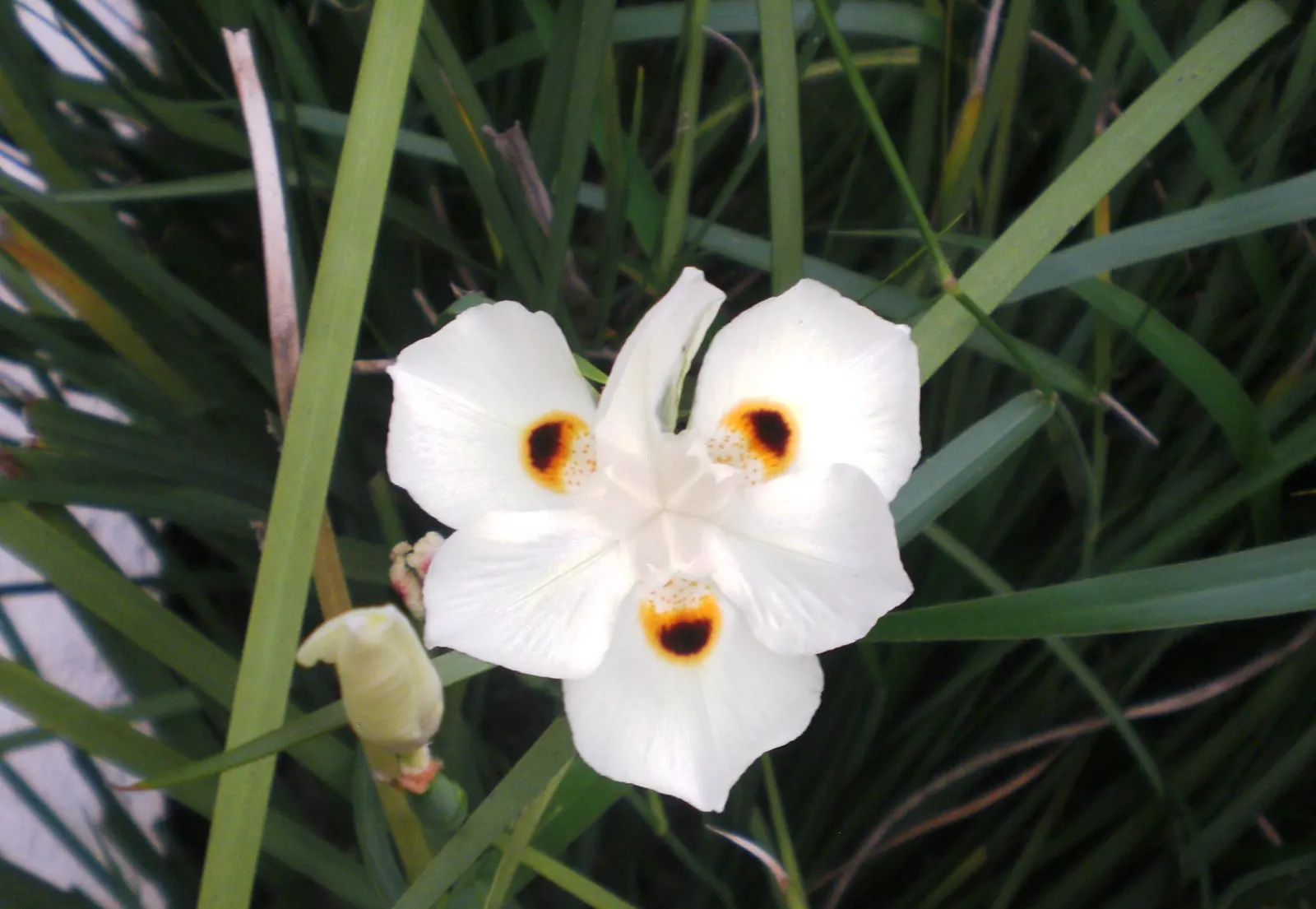Yellow Moraea, Fortnight Lily (Dietes Bicolor) — mainly in spring and summer; the Fortnight Lily exhibits long