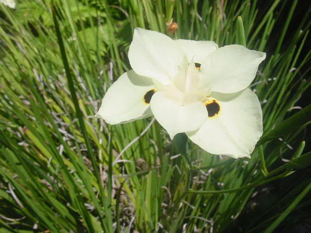 Yellow Moraea, Fortnight Lily (Dietes Bicolor) — originating from South Africa; the Fortnight Lily exhibits long, image 66