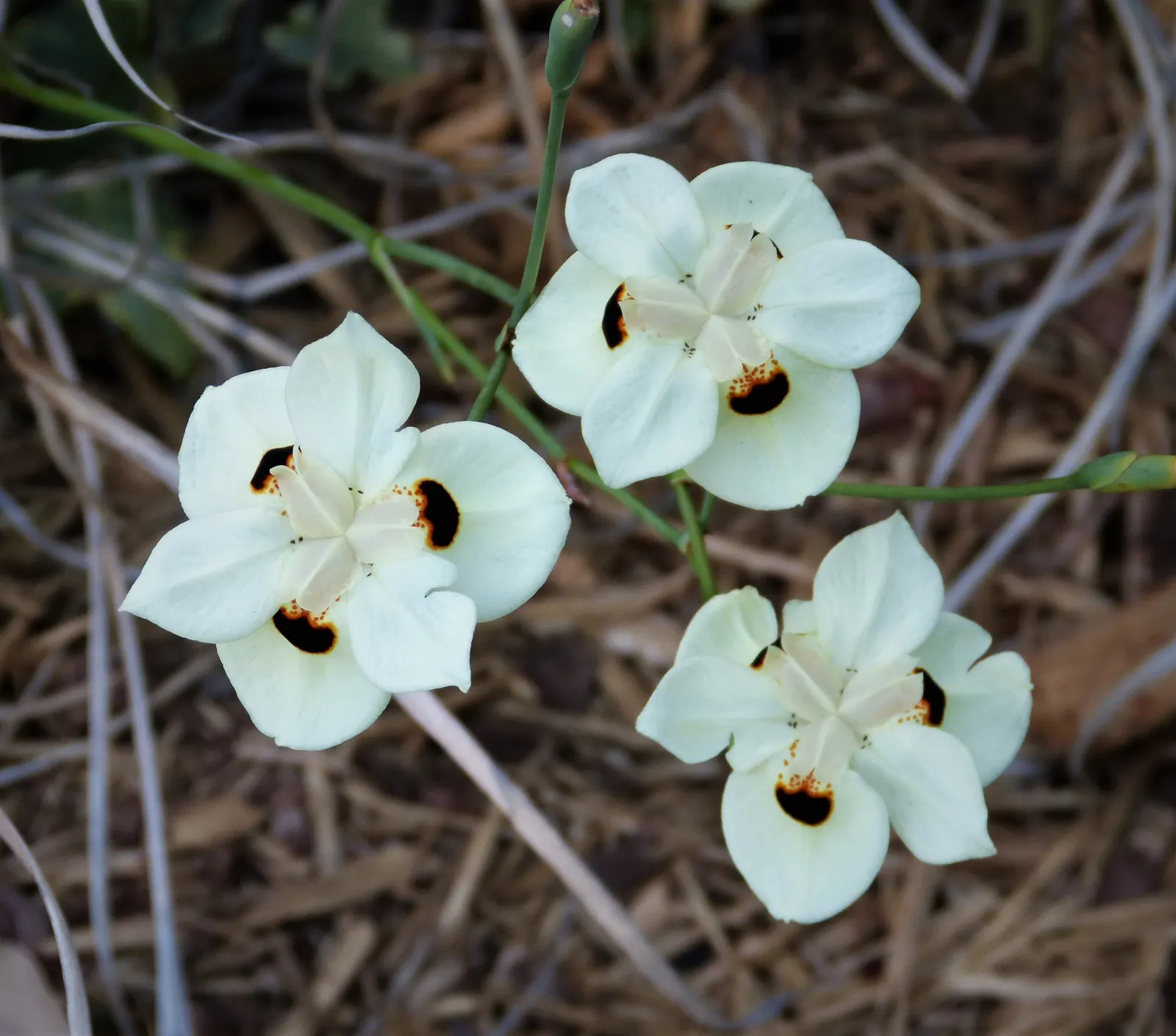 Yellow Moraea, Fortnight Lily (Dietes Bicolor) — originating from South Africa; the Fortnight Lily exhibits long