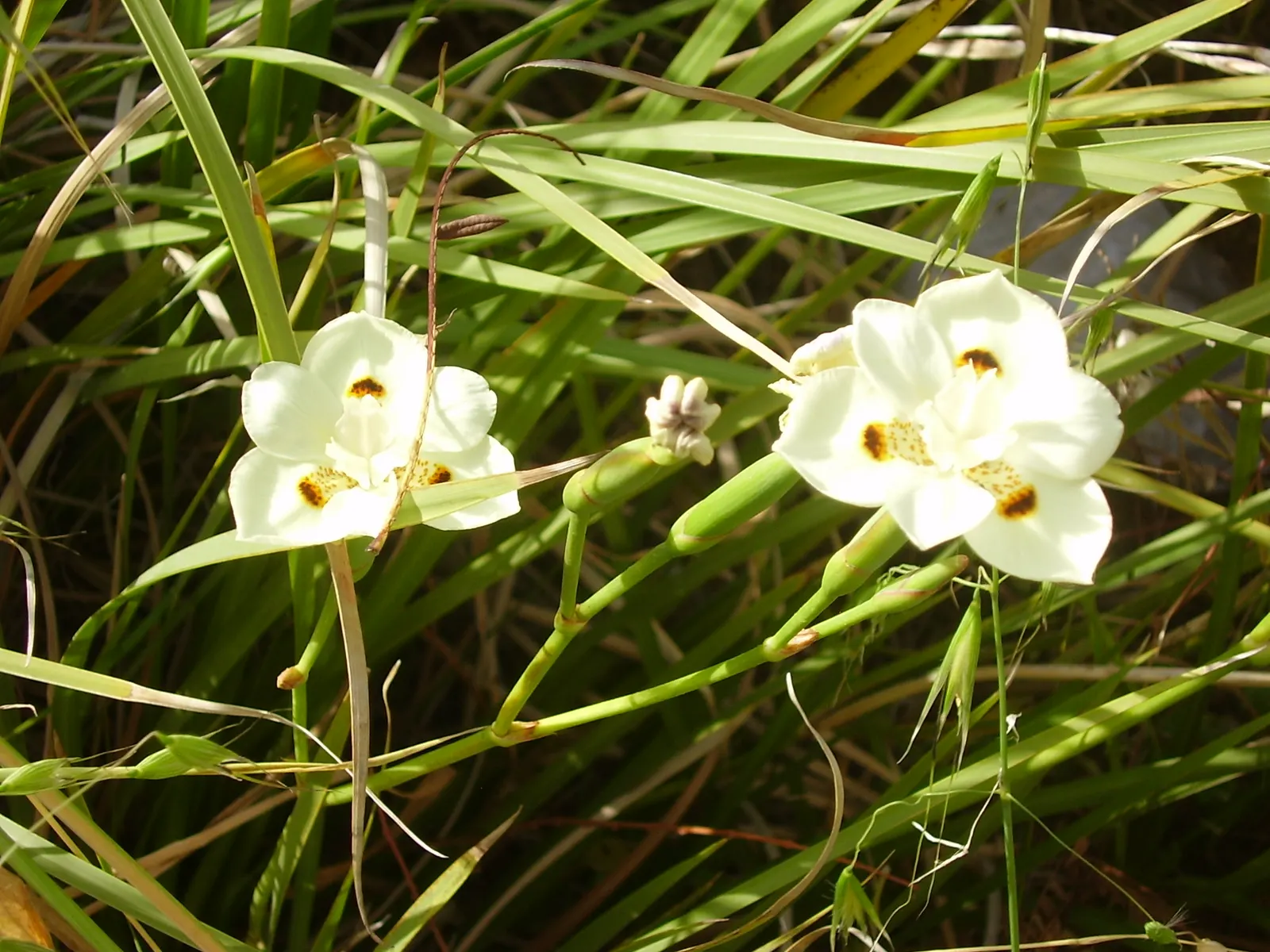 Yellow Moraea, Fortnight Lily (Dietes Bicolor) — perennial for half or shade; incorporating this elegant perennial can provide both visual interest and