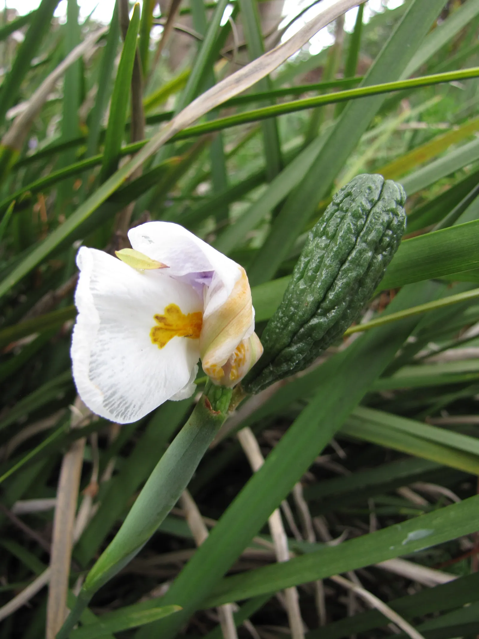 Yellow Moraea, Fortnight Lily (Dietes Bicolor) — emanates from a central point; the Fortnight Lily exhibits long