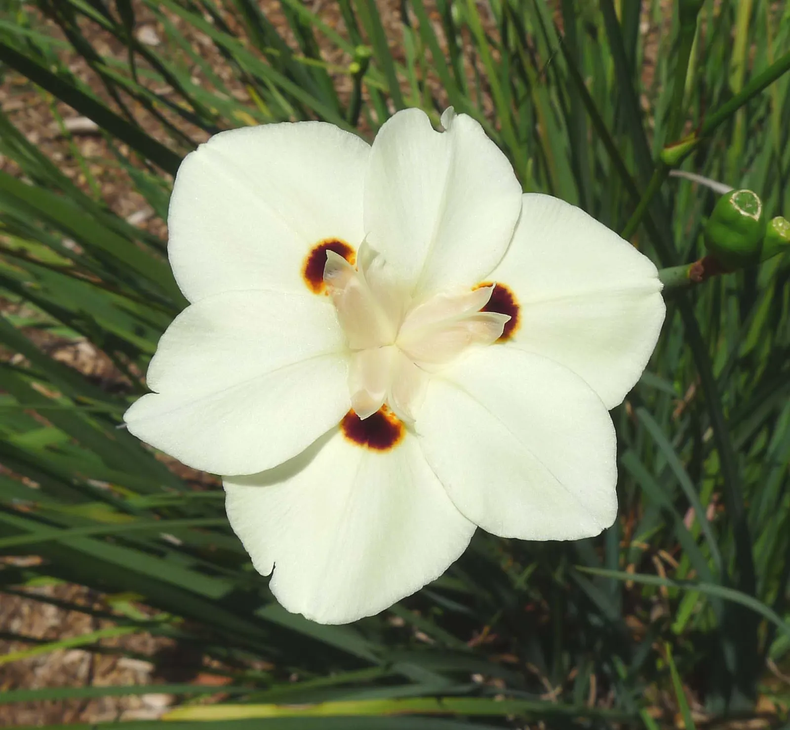 Yellow Moraea, Fortnight Lily (Dietes Bicolor) — multi-colored and yellow flowers in the garden; the Fortnight Lily exhibits long